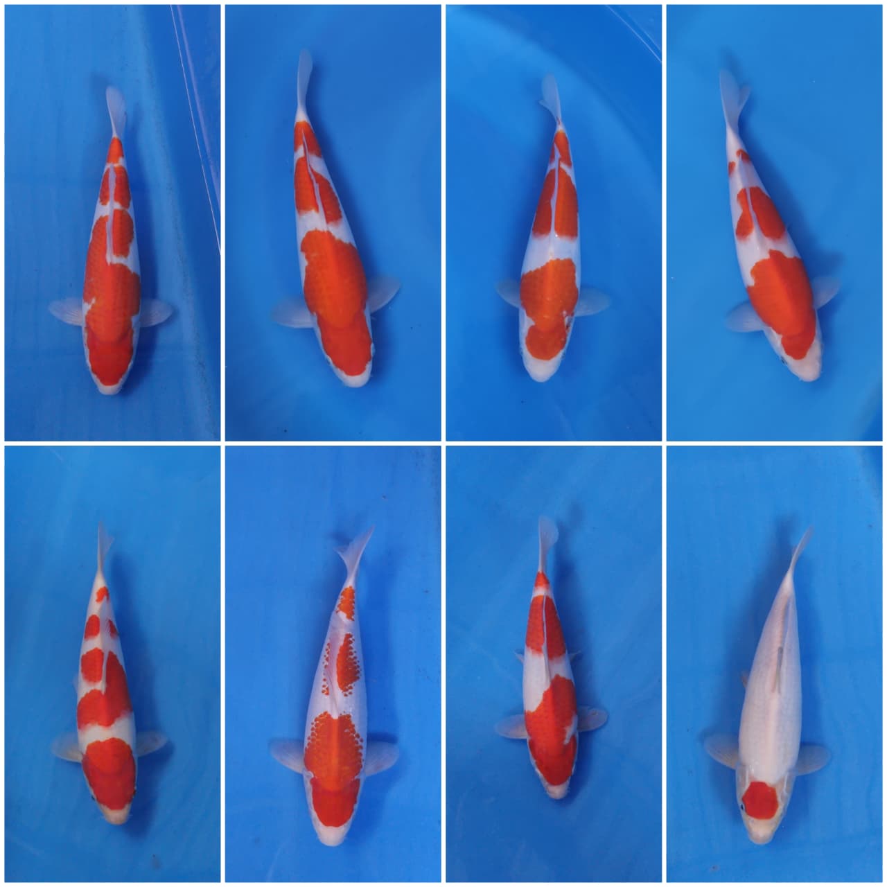 Lelang Koi Online, Jual Beli Ikan Koi, Pasar Koi Terbaik, Agen Lelang Koi, Penawaran Koi Berkualitas, Harga Jual Koi, Lelang Ikan Koi Import, Beli Koi Online, Jual Koi Murah, Koi Showroom, Penjual Koi Terpercaya, Lelang Koi Jakarta, Jual Koi Lokal, Koi Kualitas Unggul, Harga Terbaik Koi, Jual Koi Indukan, Lelang Ikan Hias Koi, Pasar Koi Indonesia, Beli Koi Berkualitas Tinggi, Koi Farm Terbesar, Jual Beli Koi Impor, Lelang Ikan Koi Kualitas Premium, Daftar Harga Koi Terbaru, Pusat Jual Beli Koi, Info Lelang Koi Hari Ini.