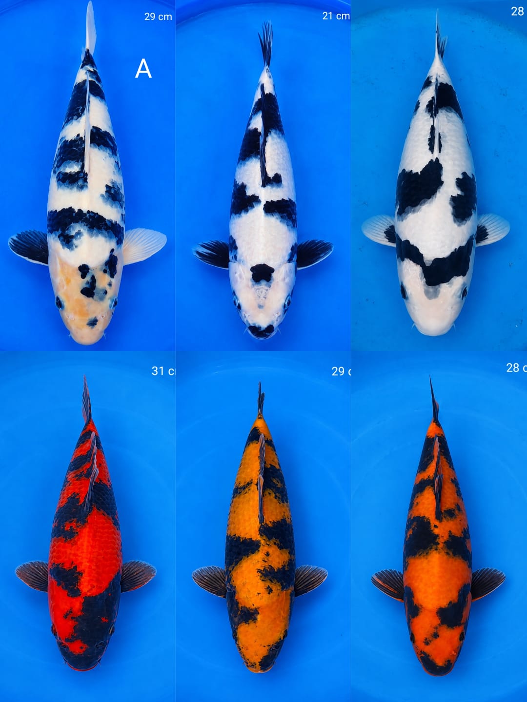 Lelang Koi Online, Jual Beli Ikan Koi, Pasar Koi Terbaik, Agen Lelang Koi, Penawaran Koi Berkualitas, Harga Jual Koi, Lelang Ikan Koi Import, Beli Koi Online, Jual Koi Murah, Koi Showroom, Penjual Koi Terpercaya, Lelang Koi Jakarta, Jual Koi Lokal, Koi Kualitas Unggul, Harga Terbaik Koi, Jual Koi Indukan, Lelang Ikan Hias Koi, Pasar Koi Indonesia, Beli Koi Berkualitas Tinggi, Koi Farm Terbesar, Jual Beli Koi Impor, Lelang Ikan Koi Kualitas Premium, Daftar Harga Koi Terbaru, Pusat Jual Beli Koi, Info Lelang Koi Hari Ini.