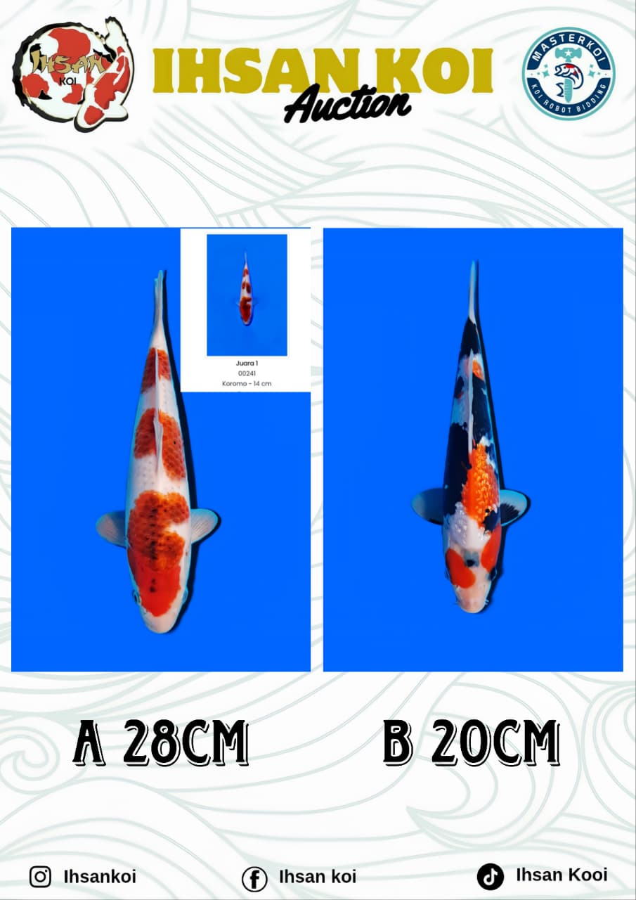 Lelang Koi Online, Jual Beli Ikan Koi, Pasar Koi Terbaik, Agen Lelang Koi, Penawaran Koi Berkualitas, Harga Jual Koi, Lelang Ikan Koi Import, Beli Koi Online, Jual Koi Murah, Koi Showroom, Penjual Koi Terpercaya, Lelang Koi Jakarta, Jual Koi Lokal, Koi Kualitas Unggul, Harga Terbaik Koi, Jual Koi Indukan, Lelang Ikan Hias Koi, Pasar Koi Indonesia, Beli Koi Berkualitas Tinggi, Koi Farm Terbesar, Jual Beli Koi Impor, Lelang Ikan Koi Kualitas Premium, Daftar Harga Koi Terbaru, Pusat Jual Beli Koi, Info Lelang Koi Hari Ini.