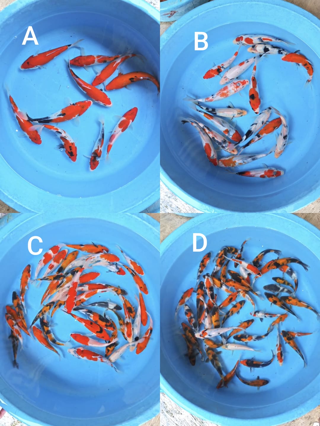 Lelang Koi Online, Jual Beli Ikan Koi, Pasar Koi Terbaik, Agen Lelang Koi, Penawaran Koi Berkualitas, Harga Jual Koi, Lelang Ikan Koi Import, Beli Koi Online, Jual Koi Murah, Koi Showroom, Penjual Koi Terpercaya, Lelang Koi Jakarta, Jual Koi Lokal, Koi Kualitas Unggul, Harga Terbaik Koi, Jual Koi Indukan, Lelang Ikan Hias Koi, Pasar Koi Indonesia, Beli Koi Berkualitas Tinggi, Koi Farm Terbesar, Jual Beli Koi Impor, Lelang Ikan Koi Kualitas Premium, Daftar Harga Koi Terbaru, Pusat Jual Beli Koi, Info Lelang Koi Hari Ini.