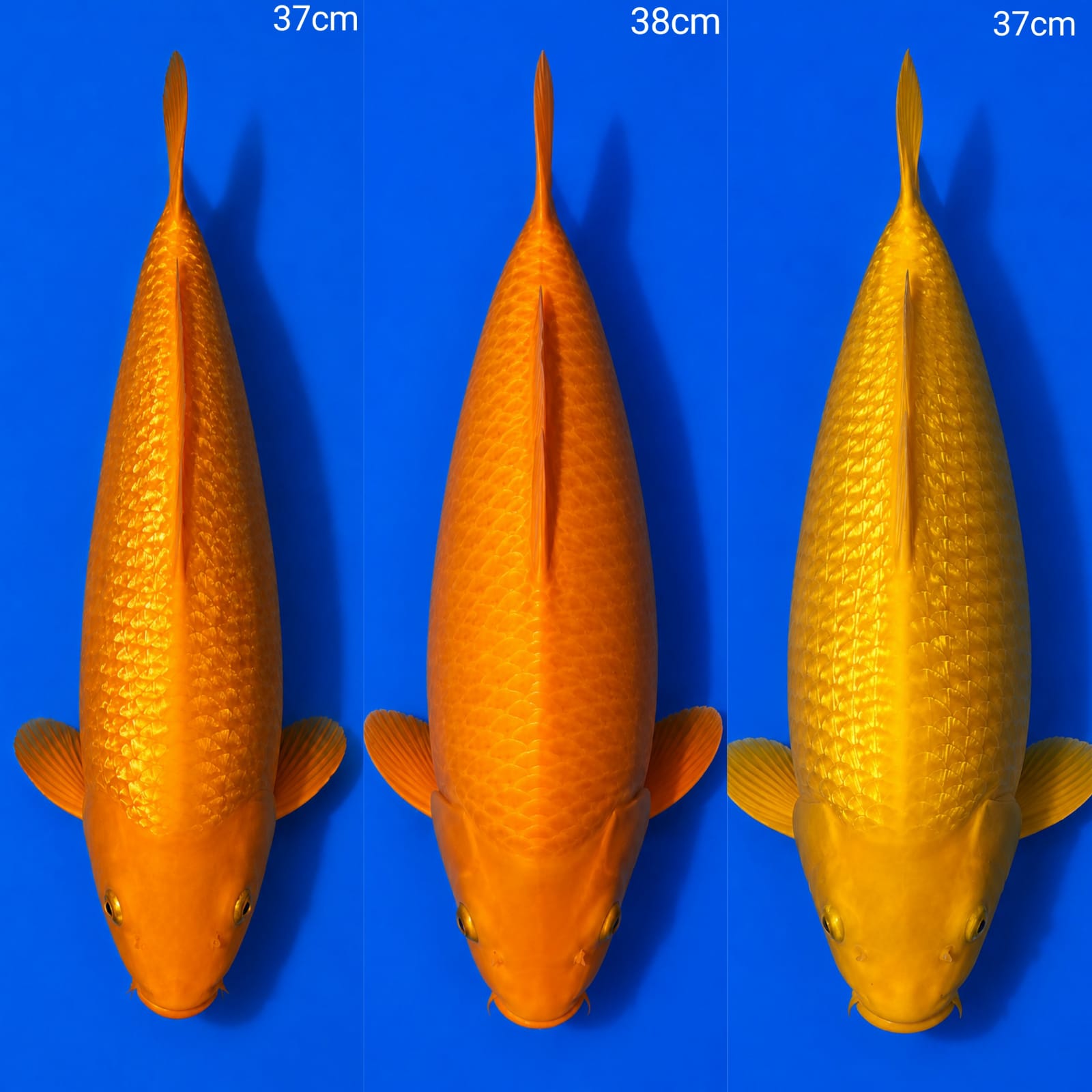 Lelang Koi Online, Jual Beli Ikan Koi, Pasar Koi Terbaik, Agen Lelang Koi, Penawaran Koi Berkualitas, Harga Jual Koi, Lelang Ikan Koi Import, Beli Koi Online, Jual Koi Murah, Koi Showroom, Penjual Koi Terpercaya, Lelang Koi Jakarta, Jual Koi Lokal, Koi Kualitas Unggul, Harga Terbaik Koi, Jual Koi Indukan, Lelang Ikan Hias Koi, Pasar Koi Indonesia, Beli Koi Berkualitas Tinggi, Koi Farm Terbesar, Jual Beli Koi Impor, Lelang Ikan Koi Kualitas Premium, Daftar Harga Koi Terbaru, Pusat Jual Beli Koi, Info Lelang Koi Hari Ini.