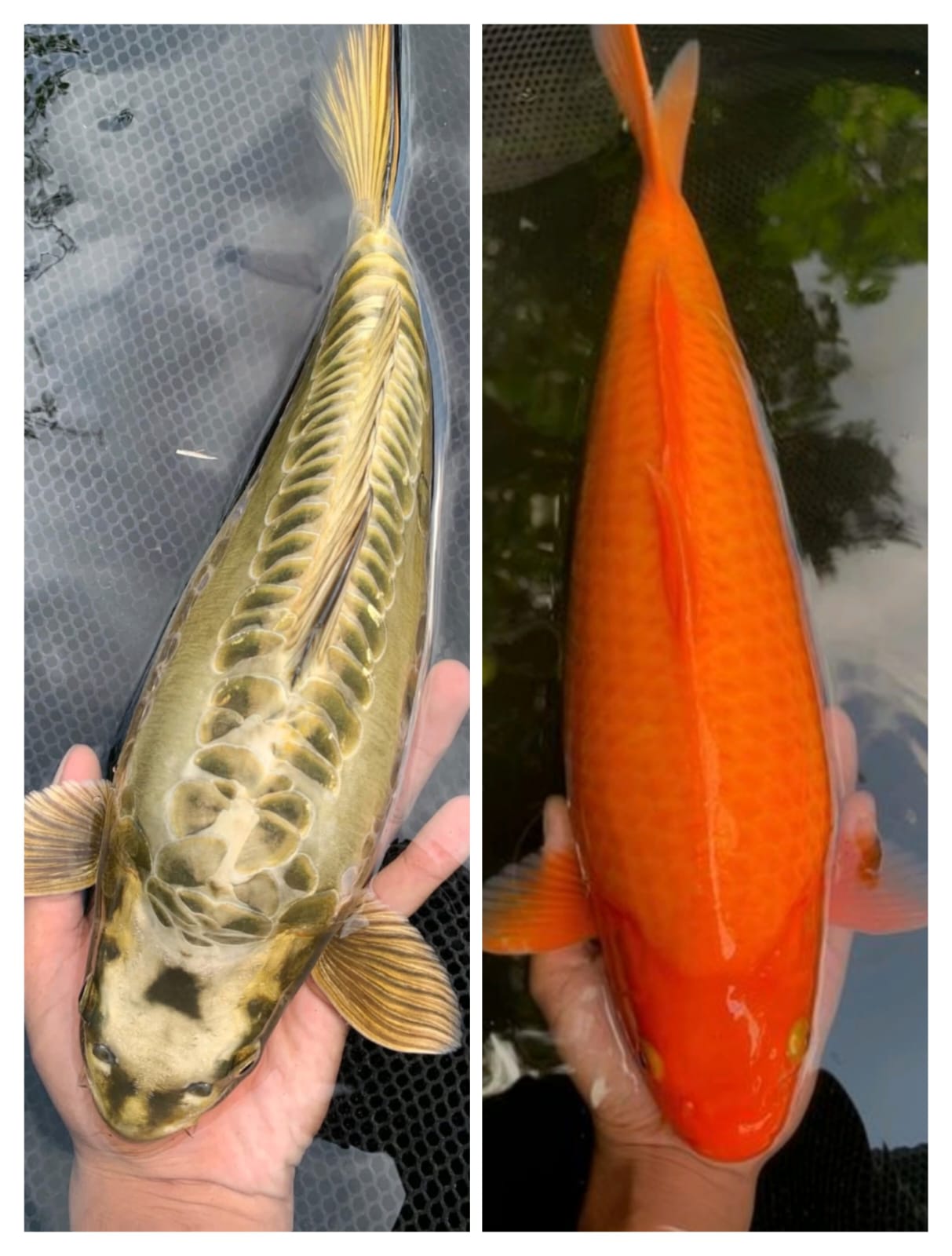 Lelang Koi Online, Jual Beli Ikan Koi, Pasar Koi Terbaik, Agen Lelang Koi, Penawaran Koi Berkualitas, Harga Jual Koi, Lelang Ikan Koi Import, Beli Koi Online, Jual Koi Murah, Koi Showroom, Penjual Koi Terpercaya, Lelang Koi Jakarta, Jual Koi Lokal, Koi Kualitas Unggul, Harga Terbaik Koi, Jual Koi Indukan, Lelang Ikan Hias Koi, Pasar Koi Indonesia, Beli Koi Berkualitas Tinggi, Koi Farm Terbesar, Jual Beli Koi Impor, Lelang Ikan Koi Kualitas Premium, Daftar Harga Koi Terbaru, Pusat Jual Beli Koi, Info Lelang Koi Hari Ini.