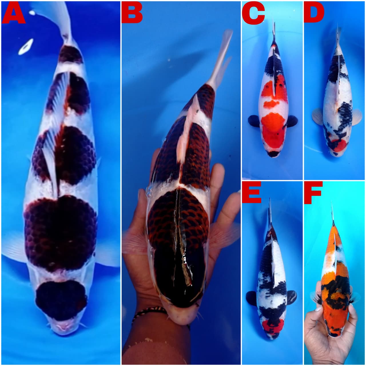 Lelang Koi Online, Jual Beli Ikan Koi, Pasar Koi Terbaik, Agen Lelang Koi, Penawaran Koi Berkualitas, Harga Jual Koi, Lelang Ikan Koi Import, Beli Koi Online, Jual Koi Murah, Koi Showroom, Penjual Koi Terpercaya, Lelang Koi Jakarta, Jual Koi Lokal, Koi Kualitas Unggul, Harga Terbaik Koi, Jual Koi Indukan, Lelang Ikan Hias Koi, Pasar Koi Indonesia, Beli Koi Berkualitas Tinggi, Koi Farm Terbesar, Jual Beli Koi Impor, Lelang Ikan Koi Kualitas Premium, Daftar Harga Koi Terbaru, Pusat Jual Beli Koi, Info Lelang Koi Hari Ini.