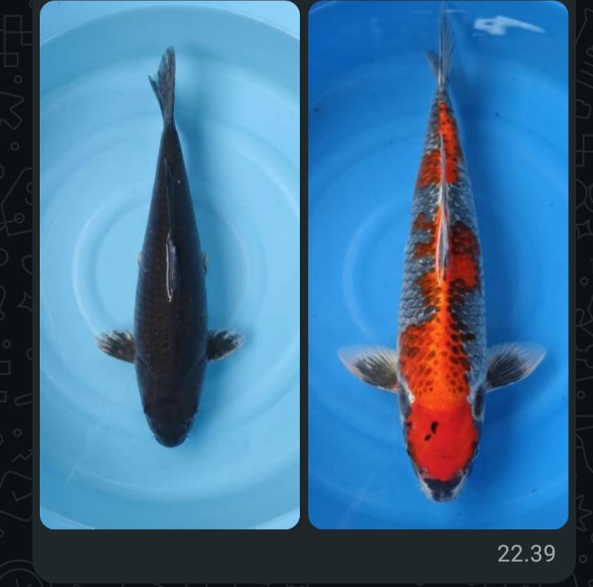 Lelang Koi Online, Jual Beli Ikan Koi, Pasar Koi Terbaik, Agen Lelang Koi, Penawaran Koi Berkualitas, Harga Jual Koi, Lelang Ikan Koi Import, Beli Koi Online, Jual Koi Murah, Koi Showroom, Penjual Koi Terpercaya, Lelang Koi Jakarta, Jual Koi Lokal, Koi Kualitas Unggul, Harga Terbaik Koi, Jual Koi Indukan, Lelang Ikan Hias Koi, Pasar Koi Indonesia, Beli Koi Berkualitas Tinggi, Koi Farm Terbesar, Jual Beli Koi Impor, Lelang Ikan Koi Kualitas Premium, Daftar Harga Koi Terbaru, Pusat Jual Beli Koi, Info Lelang Koi Hari Ini.