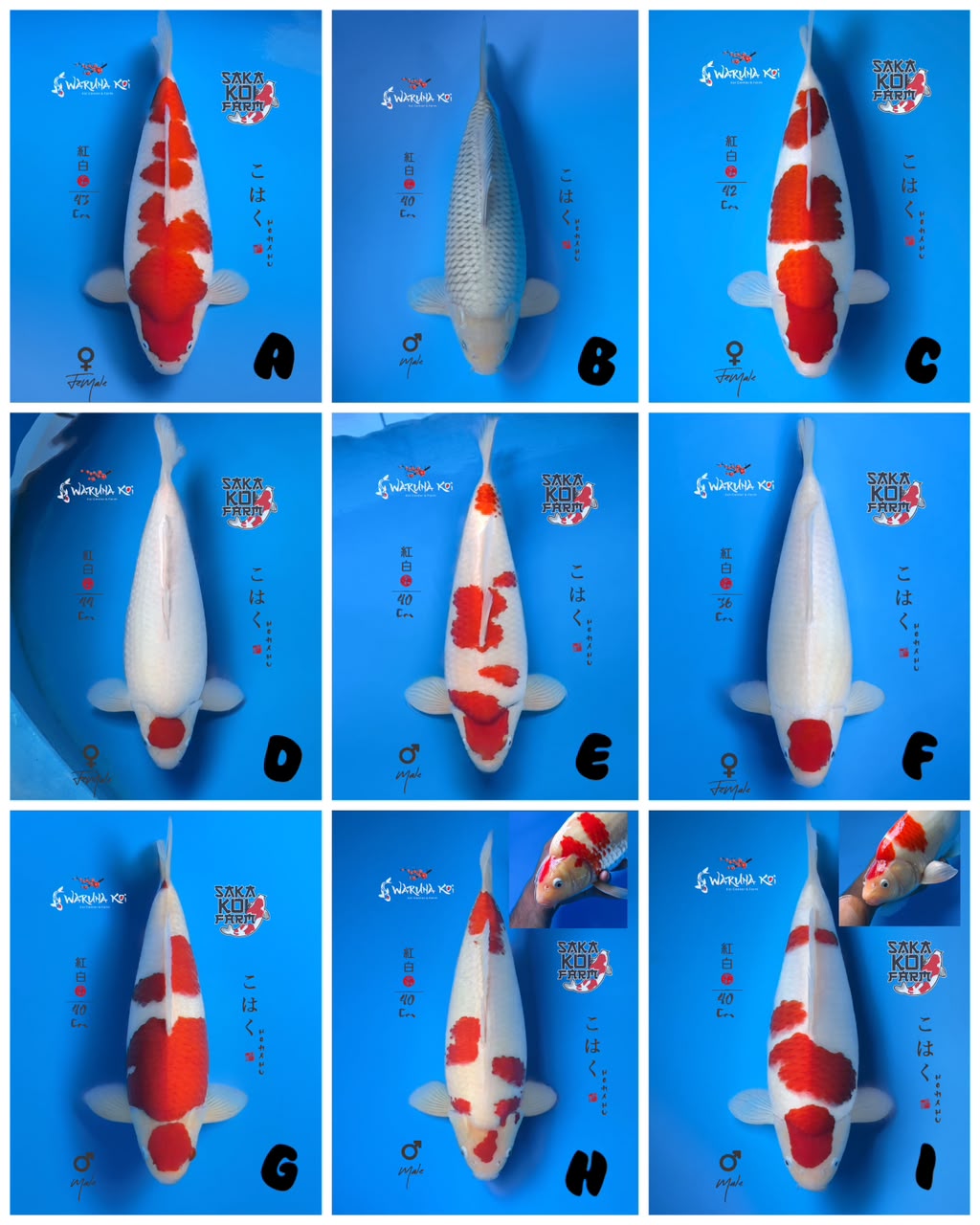 Lelang Koi Online, Jual Beli Ikan Koi, Pasar Koi Terbaik, Agen Lelang Koi, Penawaran Koi Berkualitas, Harga Jual Koi, Lelang Ikan Koi Import, Beli Koi Online, Jual Koi Murah, Koi Showroom, Penjual Koi Terpercaya, Lelang Koi Jakarta, Jual Koi Lokal, Koi Kualitas Unggul, Harga Terbaik Koi, Jual Koi Indukan, Lelang Ikan Hias Koi, Pasar Koi Indonesia, Beli Koi Berkualitas Tinggi, Koi Farm Terbesar, Jual Beli Koi Impor, Lelang Ikan Koi Kualitas Premium, Daftar Harga Koi Terbaru, Pusat Jual Beli Koi, Info Lelang Koi Hari Ini.