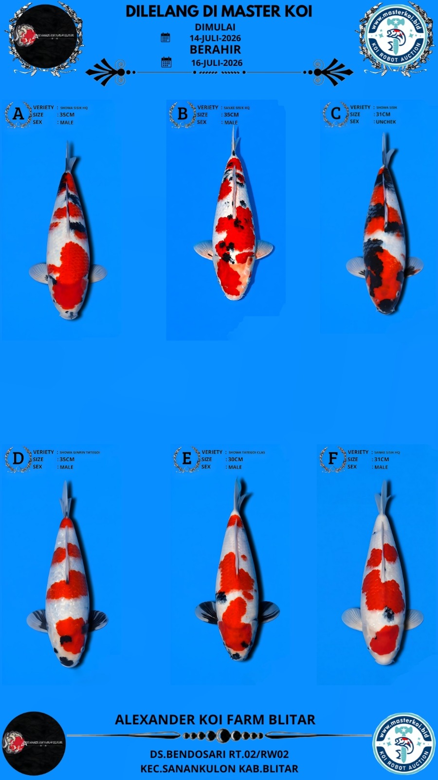 Lelang Koi Online, Jual Beli Ikan Koi, Pasar Koi Terbaik, Agen Lelang Koi, Penawaran Koi Berkualitas, Harga Jual Koi, Lelang Ikan Koi Import, Beli Koi Online, Jual Koi Murah, Koi Showroom, Penjual Koi Terpercaya, Lelang Koi Jakarta, Jual Koi Lokal, Koi Kualitas Unggul, Harga Terbaik Koi, Jual Koi Indukan, Lelang Ikan Hias Koi, Pasar Koi Indonesia, Beli Koi Berkualitas Tinggi, Koi Farm Terbesar, Jual Beli Koi Impor, Lelang Ikan Koi Kualitas Premium, Daftar Harga Koi Terbaru, Pusat Jual Beli Koi, Info Lelang Koi Hari Ini.