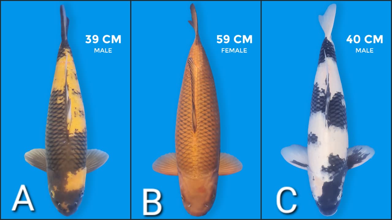 Lelang Koi Online, Jual Beli Ikan Koi, Pasar Koi Terbaik, Agen Lelang Koi, Penawaran Koi Berkualitas, Harga Jual Koi, Lelang Ikan Koi Import, Beli Koi Online, Jual Koi Murah, Koi Showroom, Penjual Koi Terpercaya, Lelang Koi Jakarta, Jual Koi Lokal, Koi Kualitas Unggul, Harga Terbaik Koi, Jual Koi Indukan, Lelang Ikan Hias Koi, Pasar Koi Indonesia, Beli Koi Berkualitas Tinggi, Koi Farm Terbesar, Jual Beli Koi Impor, Lelang Ikan Koi Kualitas Premium, Daftar Harga Koi Terbaru, Pusat Jual Beli Koi, Info Lelang Koi Hari Ini.