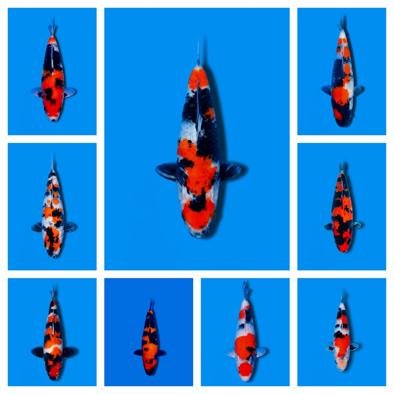 Lelang Koi Online, Jual Beli Ikan Koi, Pasar Koi Terbaik, Agen Lelang Koi, Penawaran Koi Berkualitas, Harga Jual Koi, Lelang Ikan Koi Import, Beli Koi Online, Jual Koi Murah, Koi Showroom, Penjual Koi Terpercaya, Lelang Koi Jakarta, Jual Koi Lokal, Koi Kualitas Unggul, Harga Terbaik Koi, Jual Koi Indukan, Lelang Ikan Hias Koi, Pasar Koi Indonesia, Beli Koi Berkualitas Tinggi, Koi Farm Terbesar, Jual Beli Koi Impor, Lelang Ikan Koi Kualitas Premium, Daftar Harga Koi Terbaru, Pusat Jual Beli Koi, Info Lelang Koi Hari Ini.