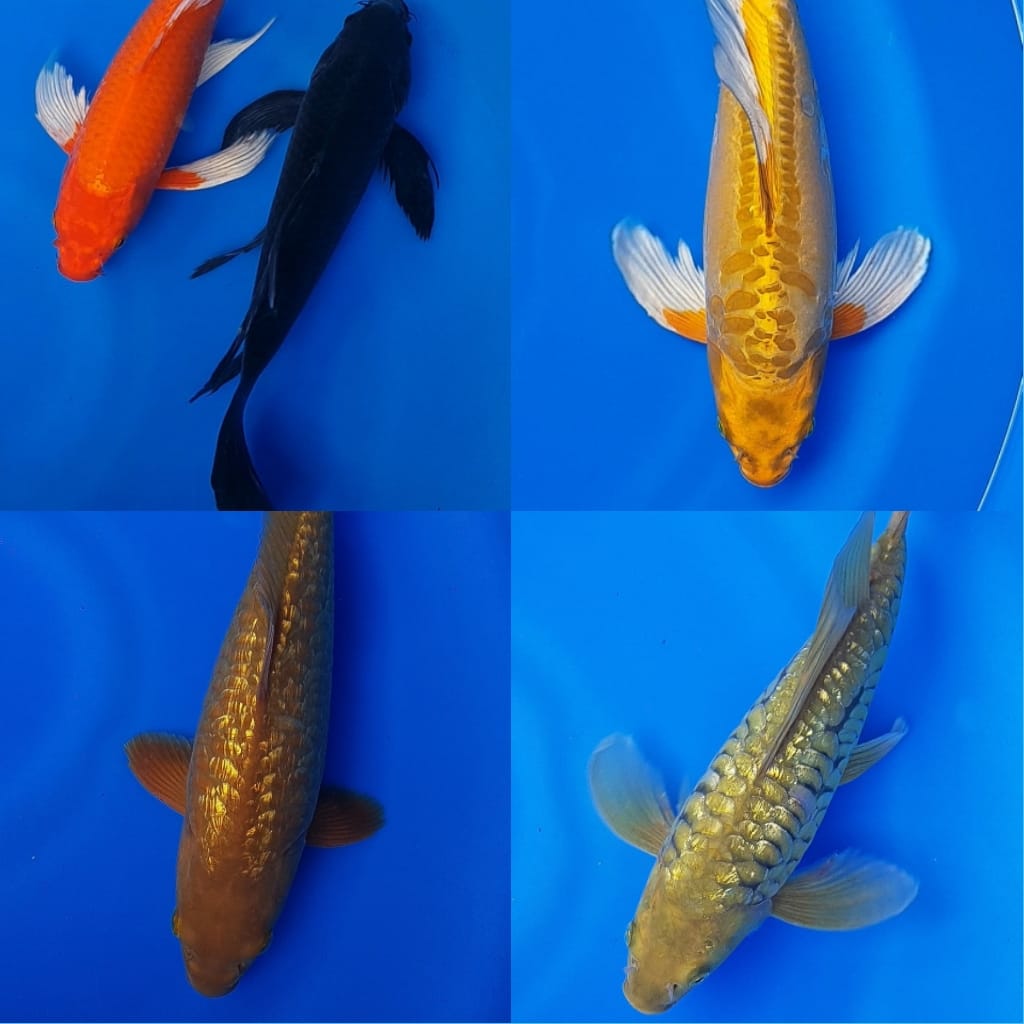 Lelang Koi Online, Jual Beli Ikan Koi, Pasar Koi Terbaik, Agen Lelang Koi, Penawaran Koi Berkualitas, Harga Jual Koi, Lelang Ikan Koi Import, Beli Koi Online, Jual Koi Murah, Koi Showroom, Penjual Koi Terpercaya, Lelang Koi Jakarta, Jual Koi Lokal, Koi Kualitas Unggul, Harga Terbaik Koi, Jual Koi Indukan, Lelang Ikan Hias Koi, Pasar Koi Indonesia, Beli Koi Berkualitas Tinggi, Koi Farm Terbesar, Jual Beli Koi Impor, Lelang Ikan Koi Kualitas Premium, Daftar Harga Koi Terbaru, Pusat Jual Beli Koi, Info Lelang Koi Hari Ini.