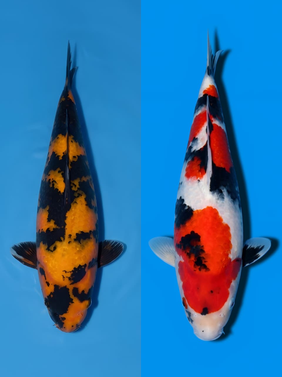 Lelang Koi Online, Jual Beli Ikan Koi, Pasar Koi Terbaik, Agen Lelang Koi, Penawaran Koi Berkualitas, Harga Jual Koi, Lelang Ikan Koi Import, Beli Koi Online, Jual Koi Murah, Koi Showroom, Penjual Koi Terpercaya, Lelang Koi Jakarta, Jual Koi Lokal, Koi Kualitas Unggul, Harga Terbaik Koi, Jual Koi Indukan, Lelang Ikan Hias Koi, Pasar Koi Indonesia, Beli Koi Berkualitas Tinggi, Koi Farm Terbesar, Jual Beli Koi Impor, Lelang Ikan Koi Kualitas Premium, Daftar Harga Koi Terbaru, Pusat Jual Beli Koi, Info Lelang Koi Hari Ini.