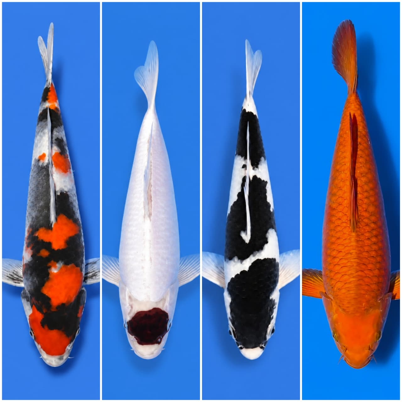 Lelang Koi Online, Jual Beli Ikan Koi, Pasar Koi Terbaik, Agen Lelang Koi, Penawaran Koi Berkualitas, Harga Jual Koi, Lelang Ikan Koi Import, Beli Koi Online, Jual Koi Murah, Koi Showroom, Penjual Koi Terpercaya, Lelang Koi Jakarta, Jual Koi Lokal, Koi Kualitas Unggul, Harga Terbaik Koi, Jual Koi Indukan, Lelang Ikan Hias Koi, Pasar Koi Indonesia, Beli Koi Berkualitas Tinggi, Koi Farm Terbesar, Jual Beli Koi Impor, Lelang Ikan Koi Kualitas Premium, Daftar Harga Koi Terbaru, Pusat Jual Beli Koi, Info Lelang Koi Hari Ini.