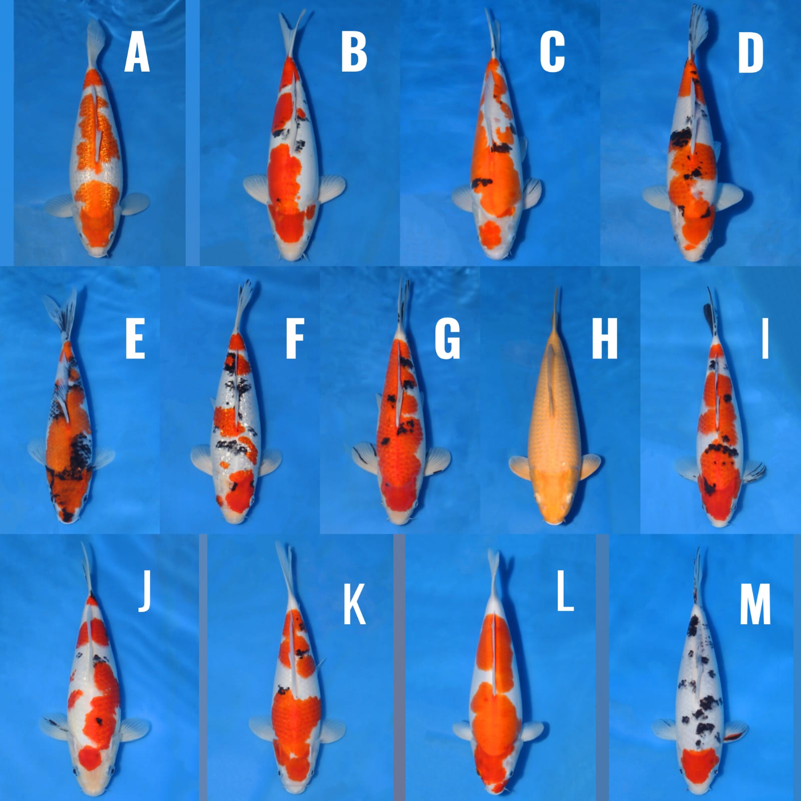 Lelang Koi Online, Jual Beli Ikan Koi, Pasar Koi Terbaik, Agen Lelang Koi, Penawaran Koi Berkualitas, Harga Jual Koi, Lelang Ikan Koi Import, Beli Koi Online, Jual Koi Murah, Koi Showroom, Penjual Koi Terpercaya, Lelang Koi Jakarta, Jual Koi Lokal, Koi Kualitas Unggul, Harga Terbaik Koi, Jual Koi Indukan, Lelang Ikan Hias Koi, Pasar Koi Indonesia, Beli Koi Berkualitas Tinggi, Koi Farm Terbesar, Jual Beli Koi Impor, Lelang Ikan Koi Kualitas Premium, Daftar Harga Koi Terbaru, Pusat Jual Beli Koi, Info Lelang Koi Hari Ini.