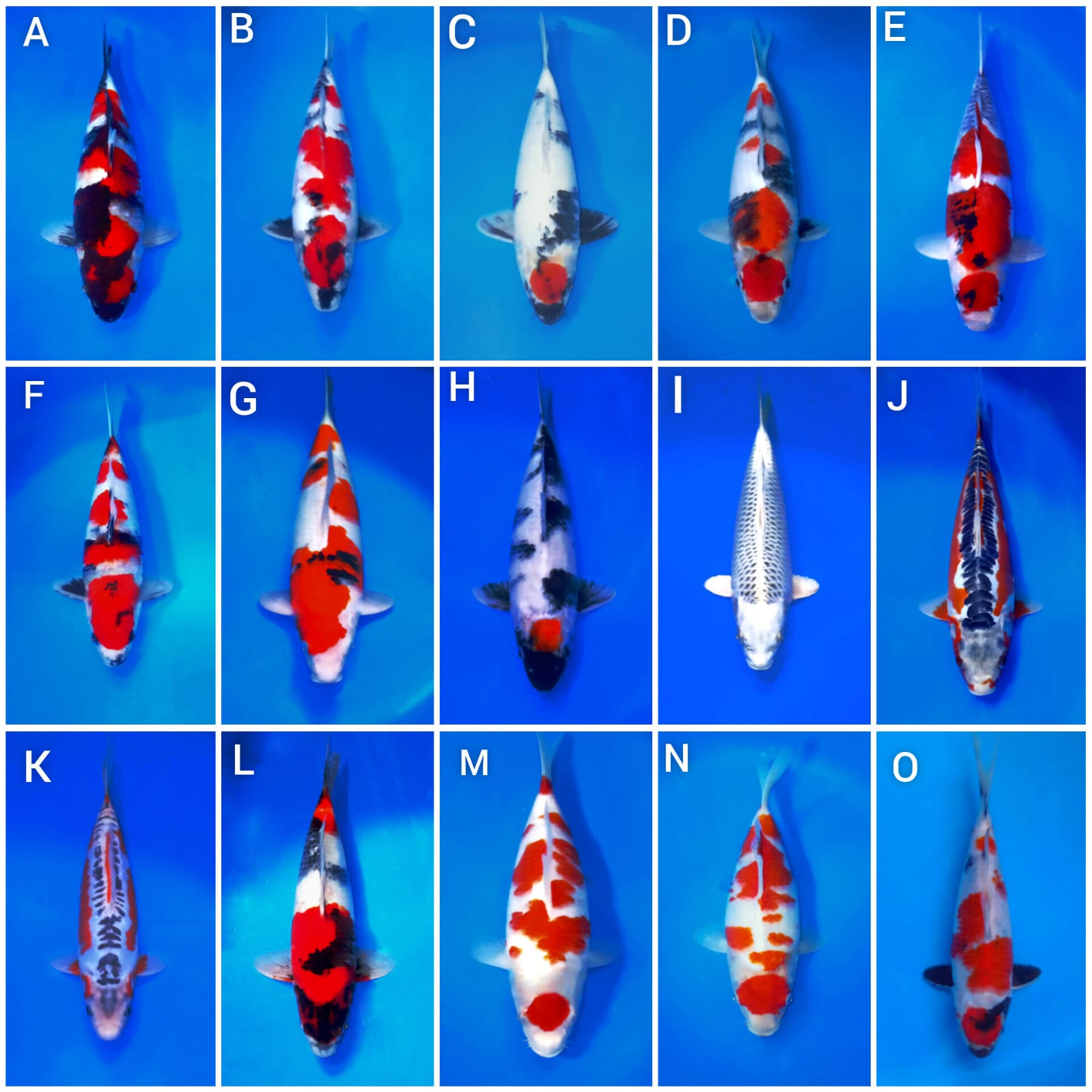 Lelang Koi Online, Jual Beli Ikan Koi, Pasar Koi Terbaik, Agen Lelang Koi, Penawaran Koi Berkualitas, Harga Jual Koi, Lelang Ikan Koi Import, Beli Koi Online, Jual Koi Murah, Koi Showroom, Penjual Koi Terpercaya, Lelang Koi Jakarta, Jual Koi Lokal, Koi Kualitas Unggul, Harga Terbaik Koi, Jual Koi Indukan, Lelang Ikan Hias Koi, Pasar Koi Indonesia, Beli Koi Berkualitas Tinggi, Koi Farm Terbesar, Jual Beli Koi Impor, Lelang Ikan Koi Kualitas Premium, Daftar Harga Koi Terbaru, Pusat Jual Beli Koi, Info Lelang Koi Hari Ini.