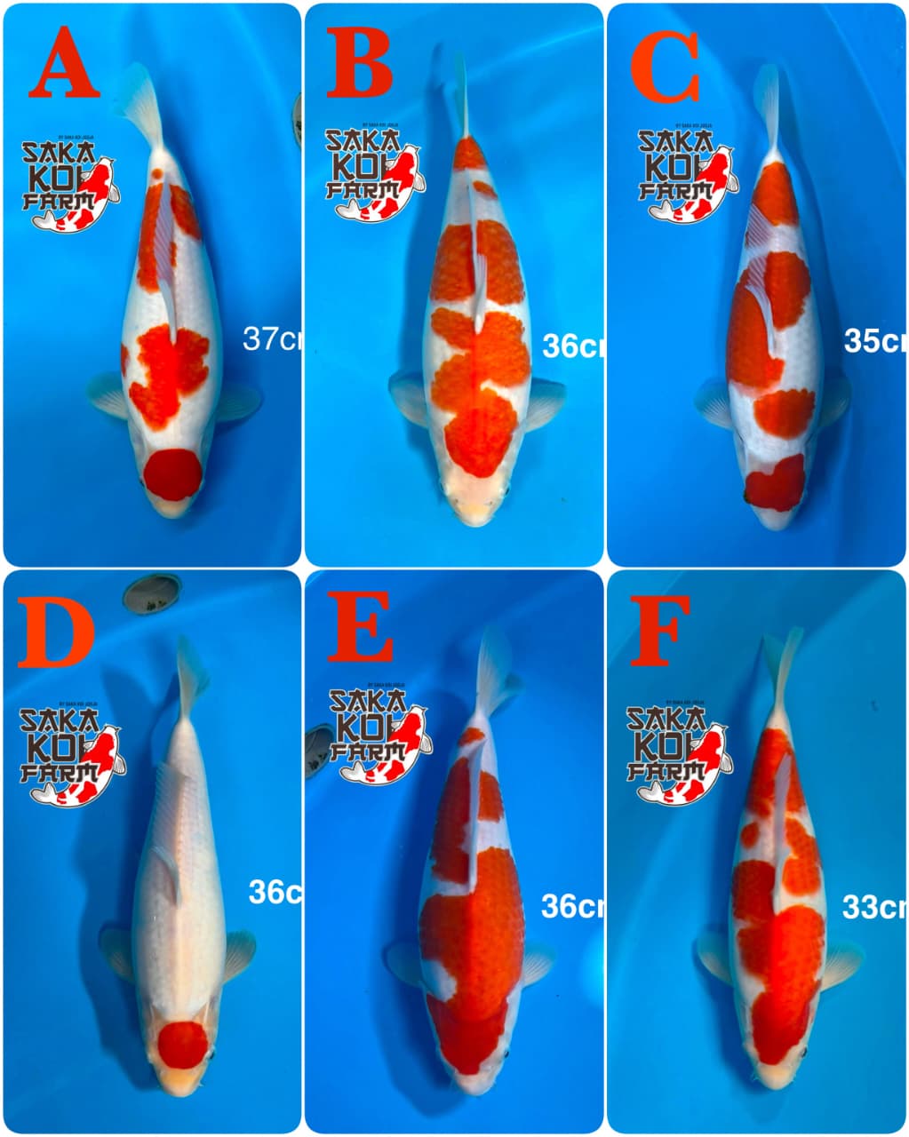 Lelang Koi Online, Jual Beli Ikan Koi, Pasar Koi Terbaik, Agen Lelang Koi, Penawaran Koi Berkualitas, Harga Jual Koi, Lelang Ikan Koi Import, Beli Koi Online, Jual Koi Murah, Koi Showroom, Penjual Koi Terpercaya, Lelang Koi Jakarta, Jual Koi Lokal, Koi Kualitas Unggul, Harga Terbaik Koi, Jual Koi Indukan, Lelang Ikan Hias Koi, Pasar Koi Indonesia, Beli Koi Berkualitas Tinggi, Koi Farm Terbesar, Jual Beli Koi Impor, Lelang Ikan Koi Kualitas Premium, Daftar Harga Koi Terbaru, Pusat Jual Beli Koi, Info Lelang Koi Hari Ini.