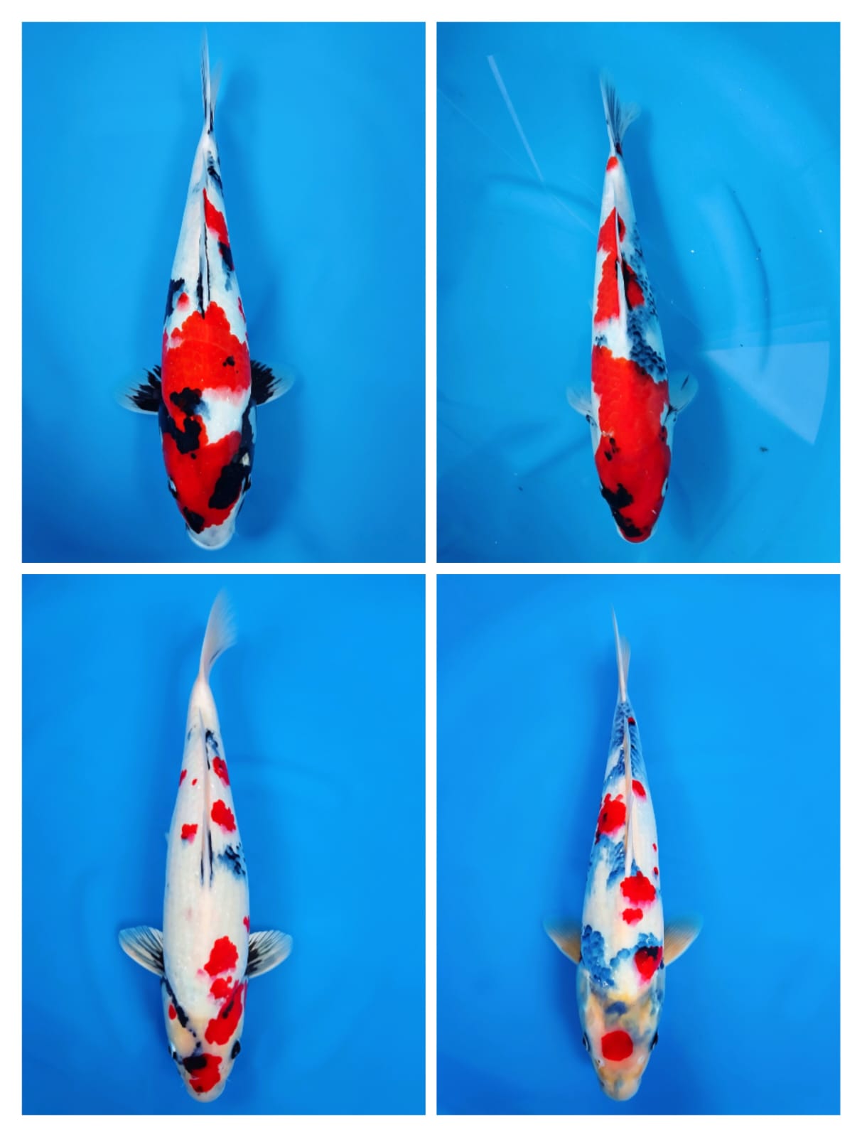 Lelang Koi Online, Jual Beli Ikan Koi, Pasar Koi Terbaik, Agen Lelang Koi, Penawaran Koi Berkualitas, Harga Jual Koi, Lelang Ikan Koi Import, Beli Koi Online, Jual Koi Murah, Koi Showroom, Penjual Koi Terpercaya, Lelang Koi Jakarta, Jual Koi Lokal, Koi Kualitas Unggul, Harga Terbaik Koi, Jual Koi Indukan, Lelang Ikan Hias Koi, Pasar Koi Indonesia, Beli Koi Berkualitas Tinggi, Koi Farm Terbesar, Jual Beli Koi Impor, Lelang Ikan Koi Kualitas Premium, Daftar Harga Koi Terbaru, Pusat Jual Beli Koi, Info Lelang Koi Hari Ini.