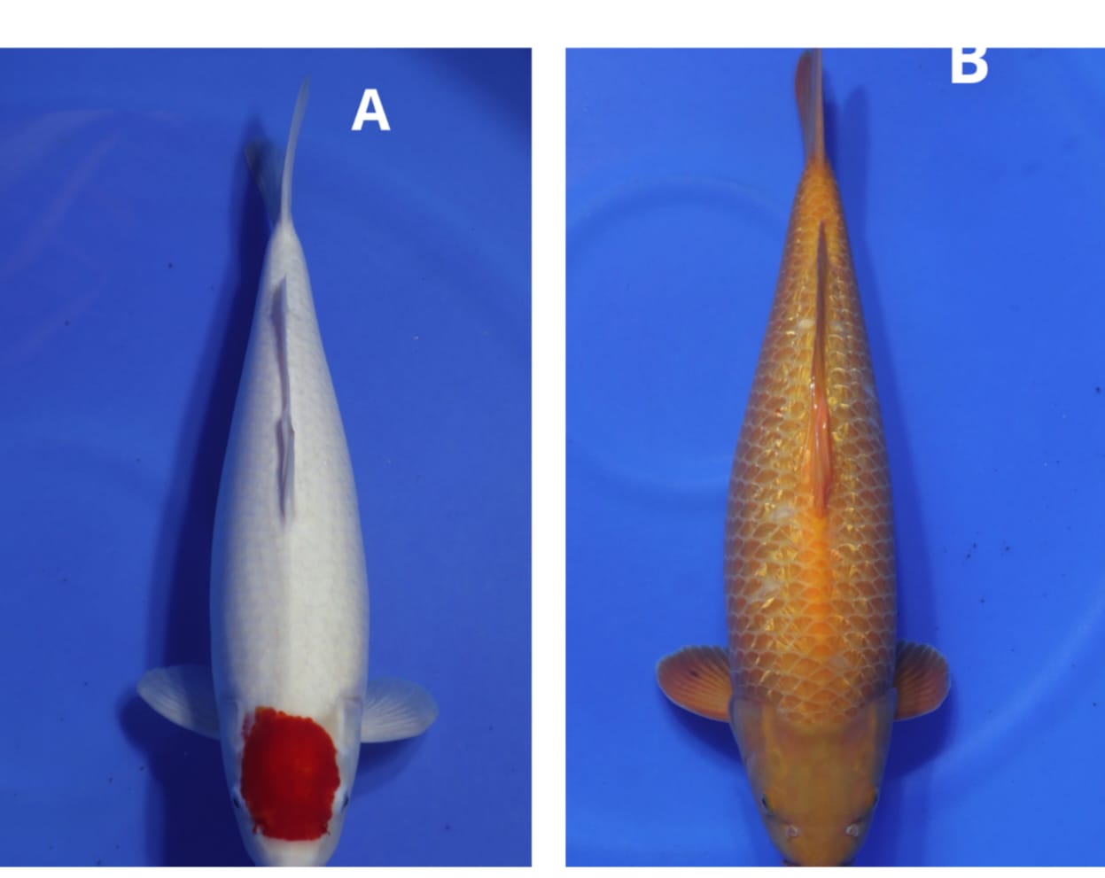 Lelang Koi Online, Jual Beli Ikan Koi, Pasar Koi Terbaik, Agen Lelang Koi, Penawaran Koi Berkualitas, Harga Jual Koi, Lelang Ikan Koi Import, Beli Koi Online, Jual Koi Murah, Koi Showroom, Penjual Koi Terpercaya, Lelang Koi Jakarta, Jual Koi Lokal, Koi Kualitas Unggul, Harga Terbaik Koi, Jual Koi Indukan, Lelang Ikan Hias Koi, Pasar Koi Indonesia, Beli Koi Berkualitas Tinggi, Koi Farm Terbesar, Jual Beli Koi Impor, Lelang Ikan Koi Kualitas Premium, Daftar Harga Koi Terbaru, Pusat Jual Beli Koi, Info Lelang Koi Hari Ini.