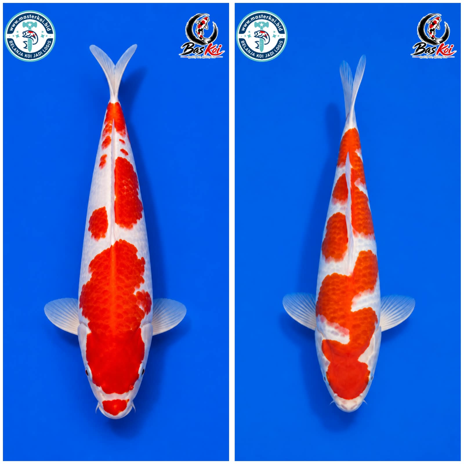 Lelang Koi Online, Jual Beli Ikan Koi, Pasar Koi Terbaik, Agen Lelang Koi, Penawaran Koi Berkualitas, Harga Jual Koi, Lelang Ikan Koi Import, Beli Koi Online, Jual Koi Murah, Koi Showroom, Penjual Koi Terpercaya, Lelang Koi Jakarta, Jual Koi Lokal, Koi Kualitas Unggul, Harga Terbaik Koi, Jual Koi Indukan, Lelang Ikan Hias Koi, Pasar Koi Indonesia, Beli Koi Berkualitas Tinggi, Koi Farm Terbesar, Jual Beli Koi Impor, Lelang Ikan Koi Kualitas Premium, Daftar Harga Koi Terbaru, Pusat Jual Beli Koi, Info Lelang Koi Hari Ini.