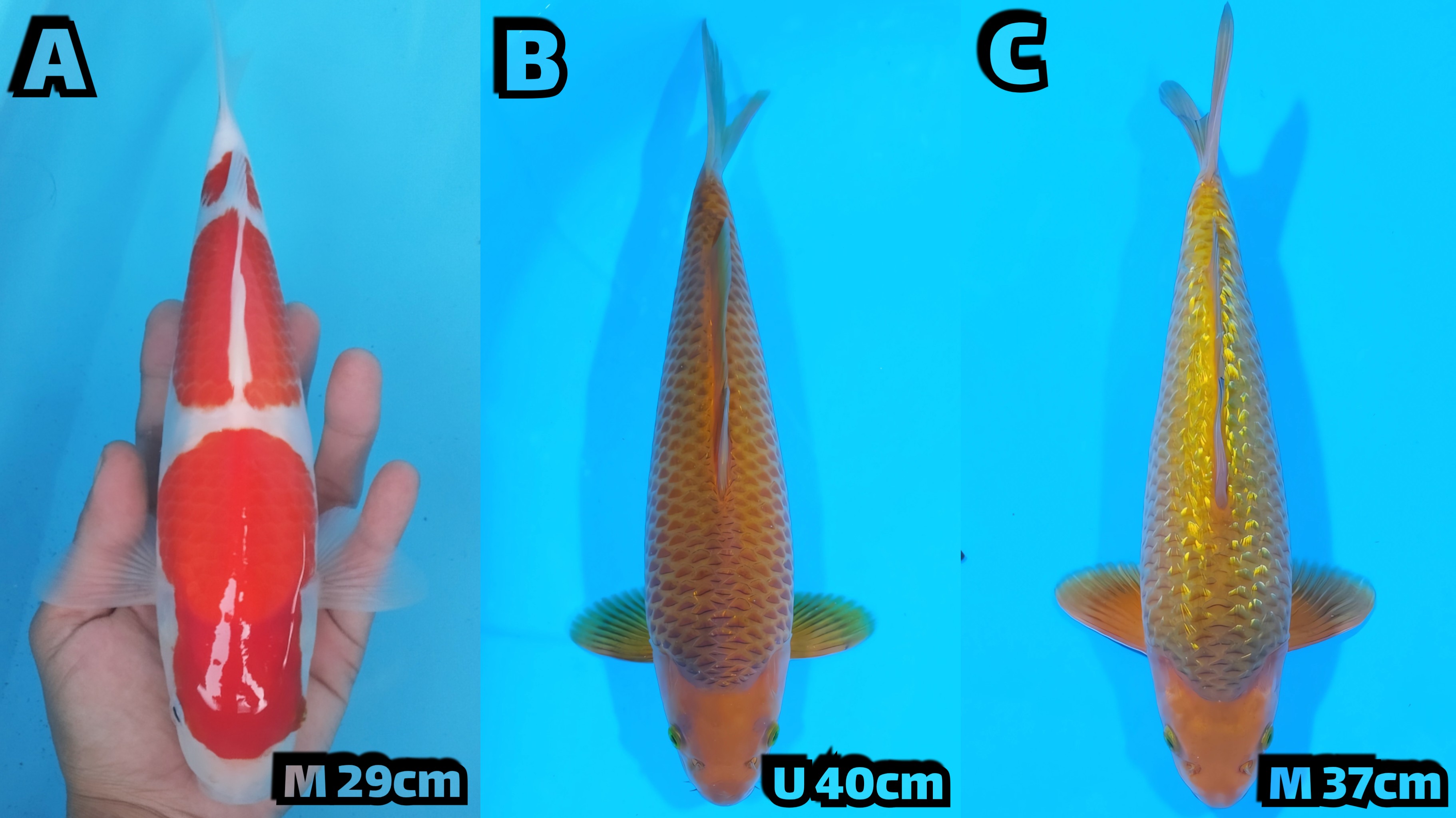 Lelang Koi Online, Jual Beli Ikan Koi, Pasar Koi Terbaik, Agen Lelang Koi, Penawaran Koi Berkualitas, Harga Jual Koi, Lelang Ikan Koi Import, Beli Koi Online, Jual Koi Murah, Koi Showroom, Penjual Koi Terpercaya, Lelang Koi Jakarta, Jual Koi Lokal, Koi Kualitas Unggul, Harga Terbaik Koi, Jual Koi Indukan, Lelang Ikan Hias Koi, Pasar Koi Indonesia, Beli Koi Berkualitas Tinggi, Koi Farm Terbesar, Jual Beli Koi Impor, Lelang Ikan Koi Kualitas Premium, Daftar Harga Koi Terbaru, Pusat Jual Beli Koi, Info Lelang Koi Hari Ini.