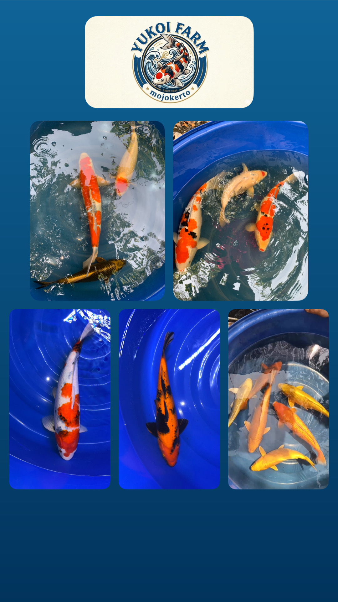 Lelang Koi Online, Jual Beli Ikan Koi, Pasar Koi Terbaik, Agen Lelang Koi, Penawaran Koi Berkualitas, Harga Jual Koi, Lelang Ikan Koi Import, Beli Koi Online, Jual Koi Murah, Koi Showroom, Penjual Koi Terpercaya, Lelang Koi Jakarta, Jual Koi Lokal, Koi Kualitas Unggul, Harga Terbaik Koi, Jual Koi Indukan, Lelang Ikan Hias Koi, Pasar Koi Indonesia, Beli Koi Berkualitas Tinggi, Koi Farm Terbesar, Jual Beli Koi Impor, Lelang Ikan Koi Kualitas Premium, Daftar Harga Koi Terbaru, Pusat Jual Beli Koi, Info Lelang Koi Hari Ini.