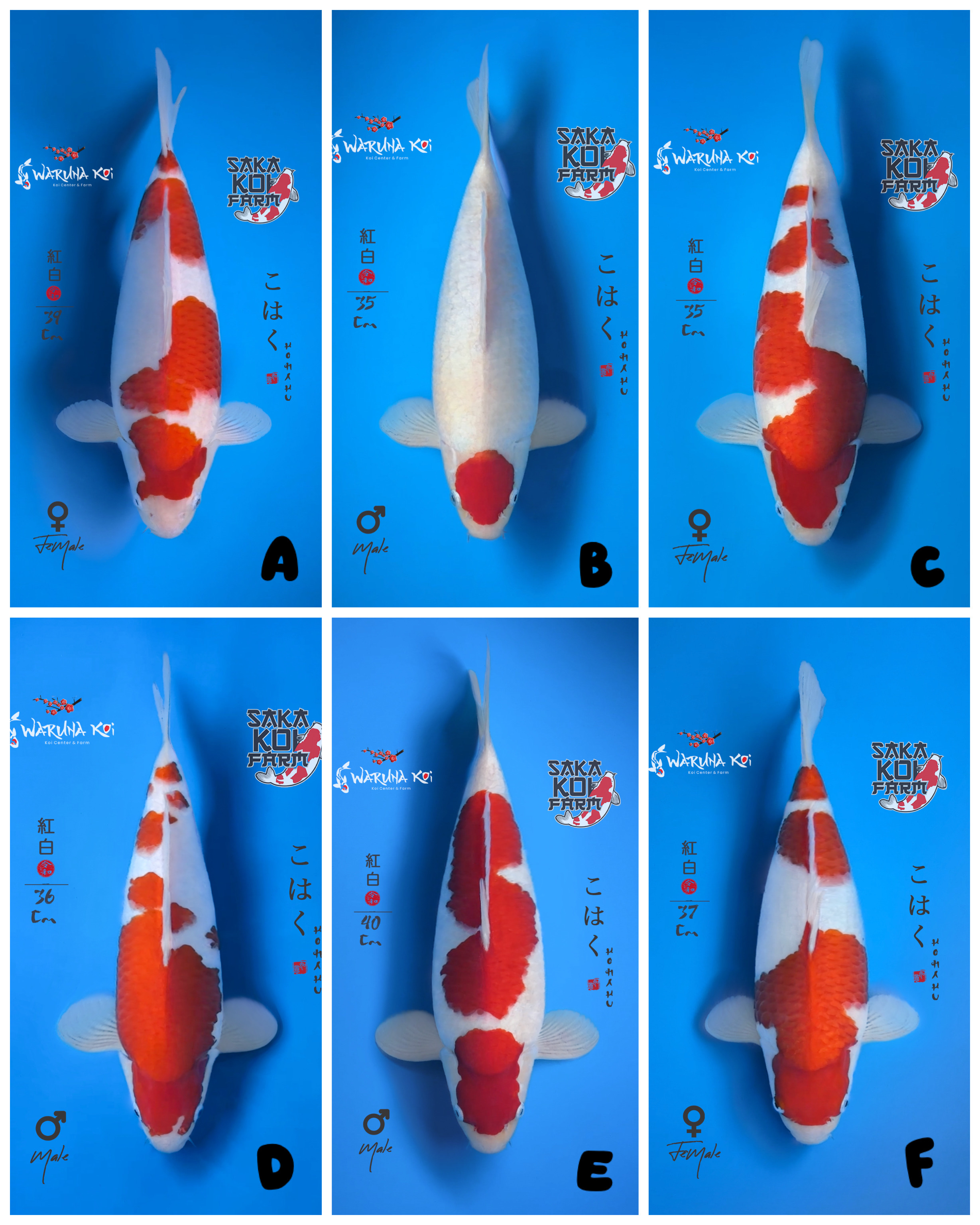 Lelang Koi Online, Jual Beli Ikan Koi, Pasar Koi Terbaik, Agen Lelang Koi, Penawaran Koi Berkualitas, Harga Jual Koi, Lelang Ikan Koi Import, Beli Koi Online, Jual Koi Murah, Koi Showroom, Penjual Koi Terpercaya, Lelang Koi Jakarta, Jual Koi Lokal, Koi Kualitas Unggul, Harga Terbaik Koi, Jual Koi Indukan, Lelang Ikan Hias Koi, Pasar Koi Indonesia, Beli Koi Berkualitas Tinggi, Koi Farm Terbesar, Jual Beli Koi Impor, Lelang Ikan Koi Kualitas Premium, Daftar Harga Koi Terbaru, Pusat Jual Beli Koi, Info Lelang Koi Hari Ini.