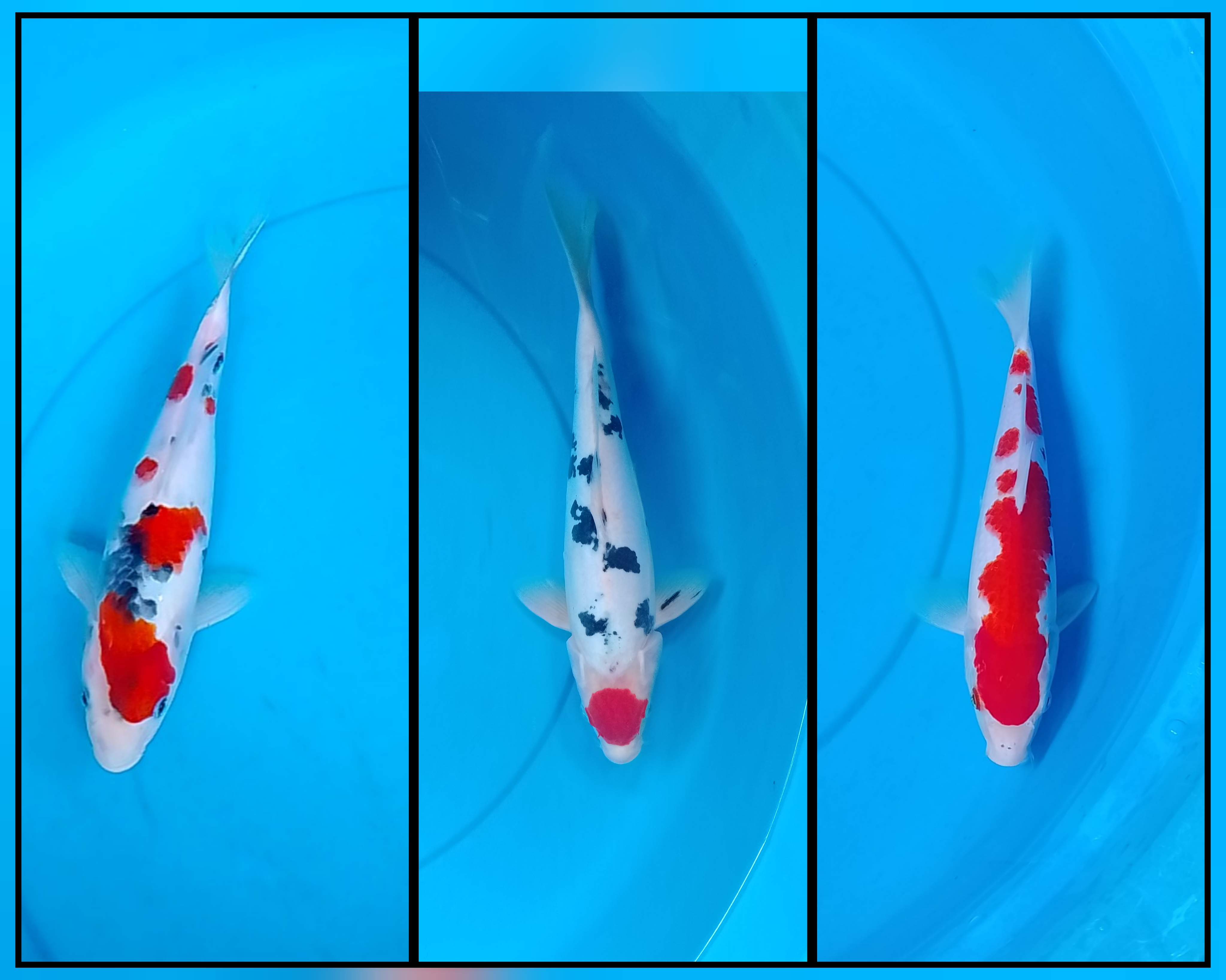 Lelang Koi Online, Jual Beli Ikan Koi, Pasar Koi Terbaik, Agen Lelang Koi, Penawaran Koi Berkualitas, Harga Jual Koi, Lelang Ikan Koi Import, Beli Koi Online, Jual Koi Murah, Koi Showroom, Penjual Koi Terpercaya, Lelang Koi Jakarta, Jual Koi Lokal, Koi Kualitas Unggul, Harga Terbaik Koi, Jual Koi Indukan, Lelang Ikan Hias Koi, Pasar Koi Indonesia, Beli Koi Berkualitas Tinggi, Koi Farm Terbesar, Jual Beli Koi Impor, Lelang Ikan Koi Kualitas Premium, Daftar Harga Koi Terbaru, Pusat Jual Beli Koi, Info Lelang Koi Hari Ini.