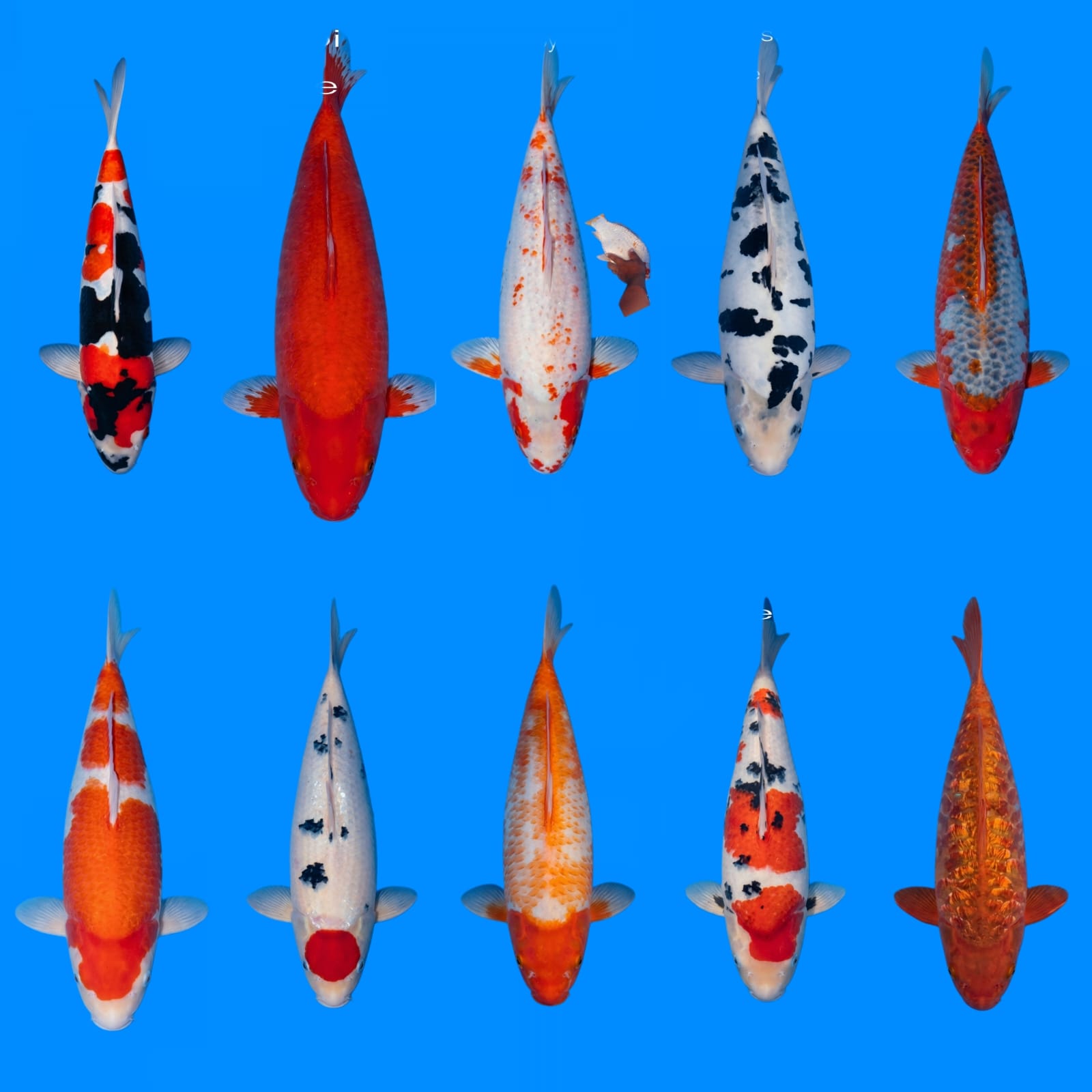 Lelang Koi Online, Jual Beli Ikan Koi, Pasar Koi Terbaik, Agen Lelang Koi, Penawaran Koi Berkualitas, Harga Jual Koi, Lelang Ikan Koi Import, Beli Koi Online, Jual Koi Murah, Koi Showroom, Penjual Koi Terpercaya, Lelang Koi Jakarta, Jual Koi Lokal, Koi Kualitas Unggul, Harga Terbaik Koi, Jual Koi Indukan, Lelang Ikan Hias Koi, Pasar Koi Indonesia, Beli Koi Berkualitas Tinggi, Koi Farm Terbesar, Jual Beli Koi Impor, Lelang Ikan Koi Kualitas Premium, Daftar Harga Koi Terbaru, Pusat Jual Beli Koi, Info Lelang Koi Hari Ini.