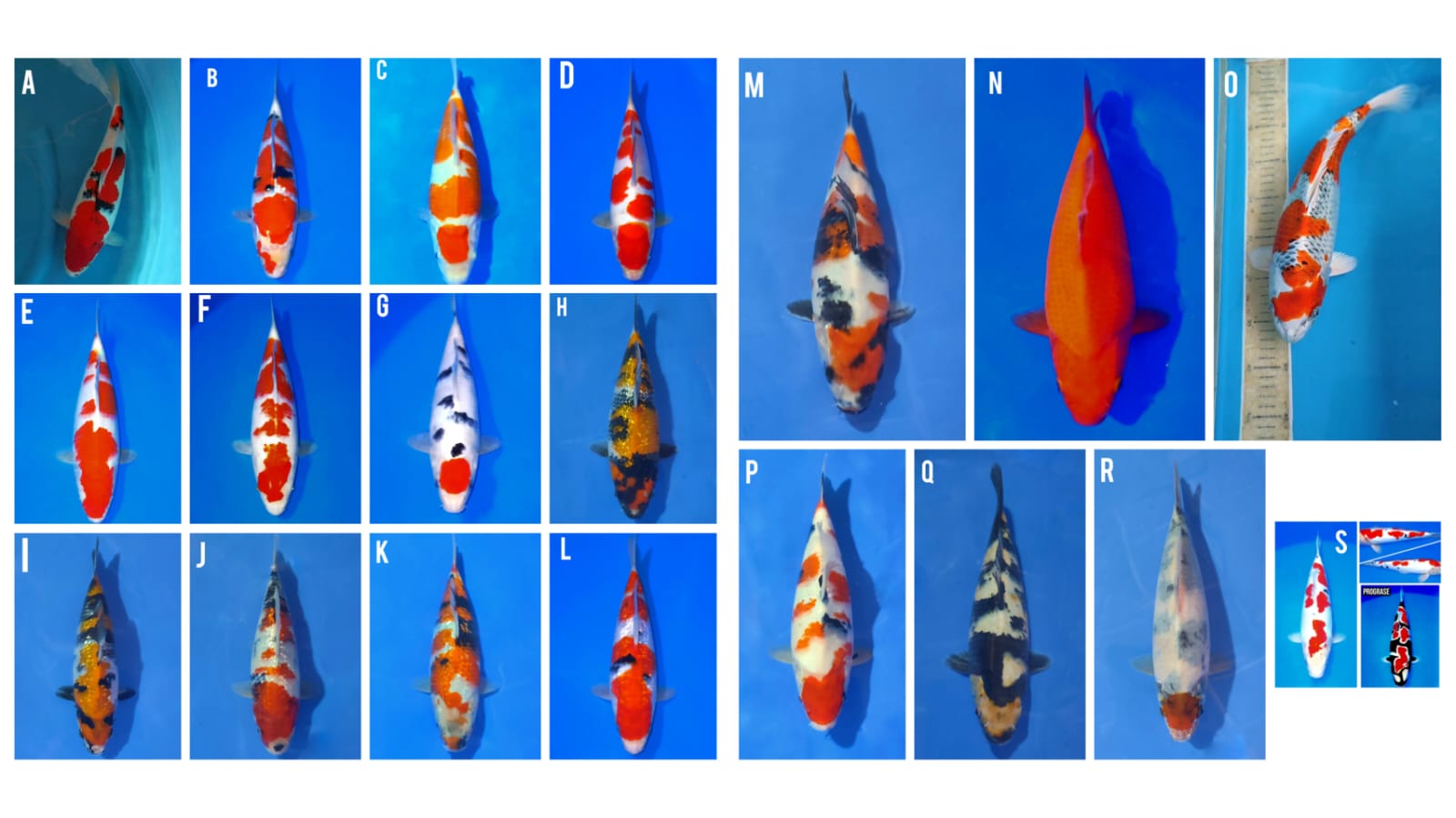 Lelang Koi Online, Jual Beli Ikan Koi, Pasar Koi Terbaik, Agen Lelang Koi, Penawaran Koi Berkualitas, Harga Jual Koi, Lelang Ikan Koi Import, Beli Koi Online, Jual Koi Murah, Koi Showroom, Penjual Koi Terpercaya, Lelang Koi Jakarta, Jual Koi Lokal, Koi Kualitas Unggul, Harga Terbaik Koi, Jual Koi Indukan, Lelang Ikan Hias Koi, Pasar Koi Indonesia, Beli Koi Berkualitas Tinggi, Koi Farm Terbesar, Jual Beli Koi Impor, Lelang Ikan Koi Kualitas Premium, Daftar Harga Koi Terbaru, Pusat Jual Beli Koi, Info Lelang Koi Hari Ini.
