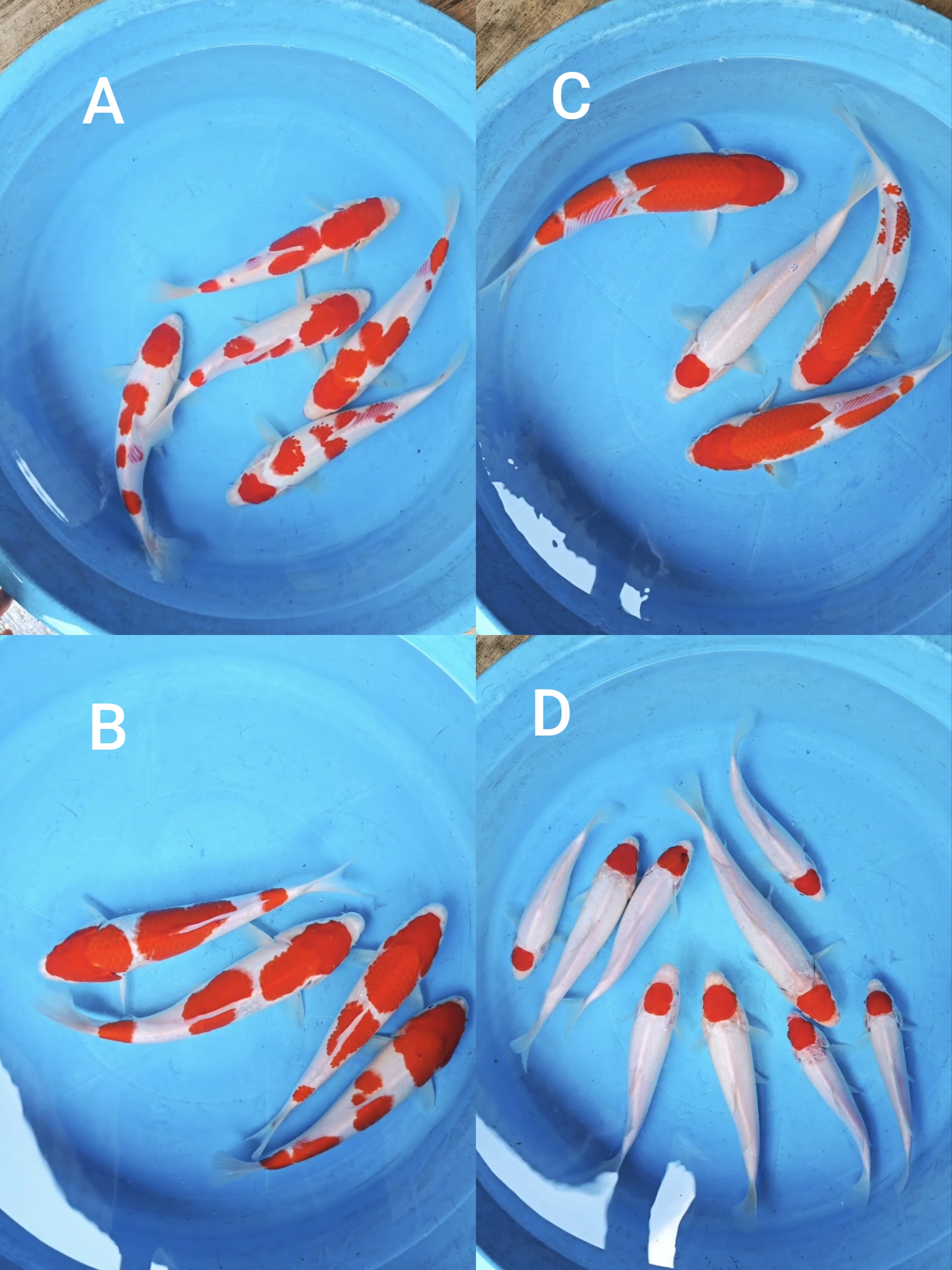 Lelang Koi Online, Jual Beli Ikan Koi, Pasar Koi Terbaik, Agen Lelang Koi, Penawaran Koi Berkualitas, Harga Jual Koi, Lelang Ikan Koi Import, Beli Koi Online, Jual Koi Murah, Koi Showroom, Penjual Koi Terpercaya, Lelang Koi Jakarta, Jual Koi Lokal, Koi Kualitas Unggul, Harga Terbaik Koi, Jual Koi Indukan, Lelang Ikan Hias Koi, Pasar Koi Indonesia, Beli Koi Berkualitas Tinggi, Koi Farm Terbesar, Jual Beli Koi Impor, Lelang Ikan Koi Kualitas Premium, Daftar Harga Koi Terbaru, Pusat Jual Beli Koi, Info Lelang Koi Hari Ini.