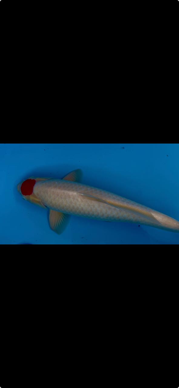 Lelang Koi Online, Jual Beli Ikan Koi, Pasar Koi Terbaik, Agen Lelang Koi, Penawaran Koi Berkualitas, Harga Jual Koi, Lelang Ikan Koi Import, Beli Koi Online, Jual Koi Murah, Koi Showroom, Penjual Koi Terpercaya, Lelang Koi Jakarta, Jual Koi Lokal, Koi Kualitas Unggul, Harga Terbaik Koi, Jual Koi Indukan, Lelang Ikan Hias Koi, Pasar Koi Indonesia, Beli Koi Berkualitas Tinggi, Koi Farm Terbesar, Jual Beli Koi Impor, Lelang Ikan Koi Kualitas Premium, Daftar Harga Koi Terbaru, Pusat Jual Beli Koi, Info Lelang Koi Hari Ini.