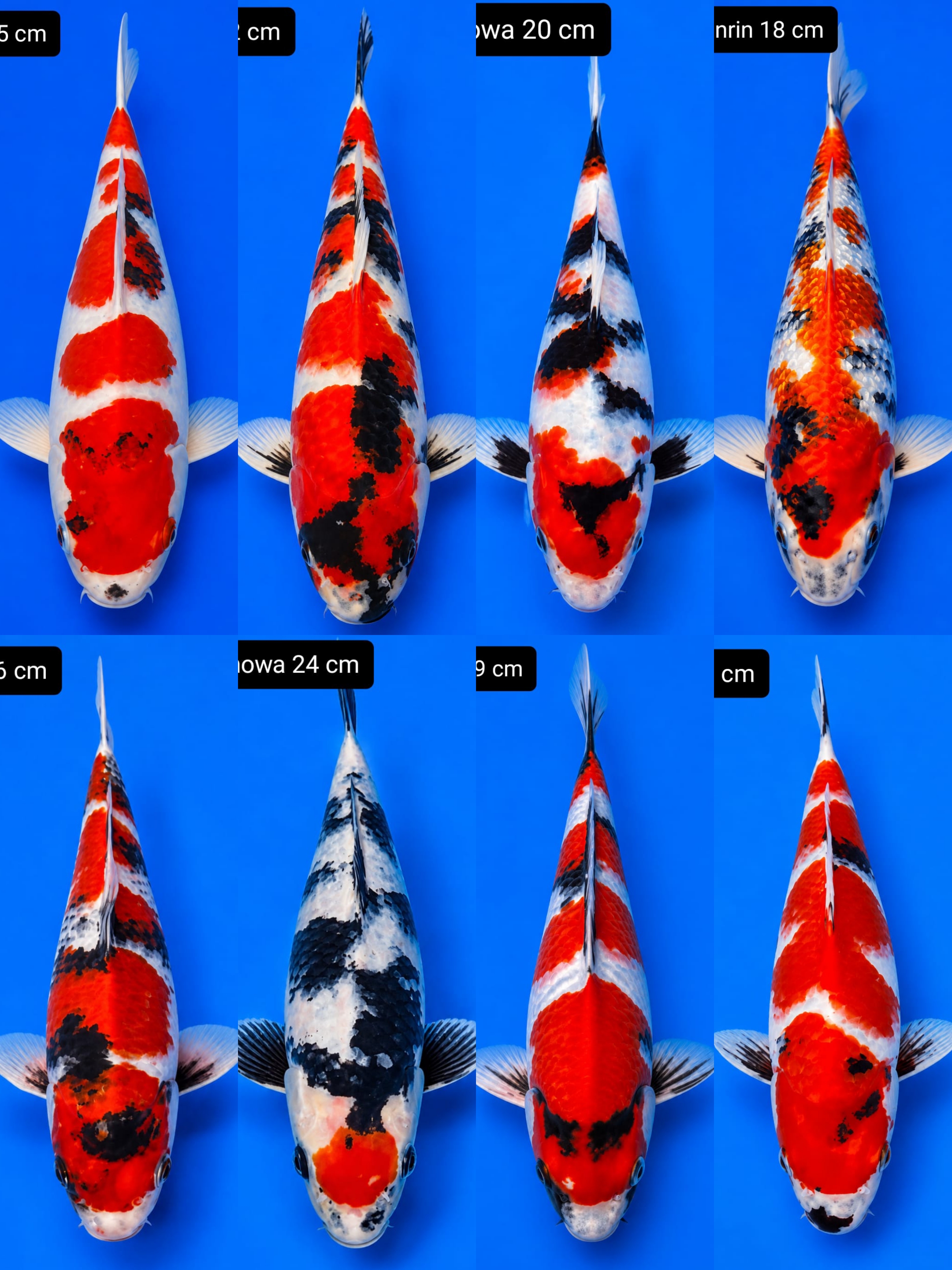 Lelang Koi Online, Jual Beli Ikan Koi, Pasar Koi Terbaik, Agen Lelang Koi, Penawaran Koi Berkualitas, Harga Jual Koi, Lelang Ikan Koi Import, Beli Koi Online, Jual Koi Murah, Koi Showroom, Penjual Koi Terpercaya, Lelang Koi Jakarta, Jual Koi Lokal, Koi Kualitas Unggul, Harga Terbaik Koi, Jual Koi Indukan, Lelang Ikan Hias Koi, Pasar Koi Indonesia, Beli Koi Berkualitas Tinggi, Koi Farm Terbesar, Jual Beli Koi Impor, Lelang Ikan Koi Kualitas Premium, Daftar Harga Koi Terbaru, Pusat Jual Beli Koi, Info Lelang Koi Hari Ini.
