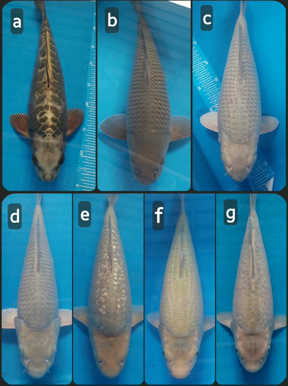 Lelang Koi Online, Jual Beli Ikan Koi, Pasar Koi Terbaik, Agen Lelang Koi, Penawaran Koi Berkualitas, Harga Jual Koi, Lelang Ikan Koi Import, Beli Koi Online, Jual Koi Murah, Koi Showroom, Penjual Koi Terpercaya, Lelang Koi Jakarta, Jual Koi Lokal, Koi Kualitas Unggul, Harga Terbaik Koi, Jual Koi Indukan, Lelang Ikan Hias Koi, Pasar Koi Indonesia, Beli Koi Berkualitas Tinggi, Koi Farm Terbesar, Jual Beli Koi Impor, Lelang Ikan Koi Kualitas Premium, Daftar Harga Koi Terbaru, Pusat Jual Beli Koi, Info Lelang Koi Hari Ini.