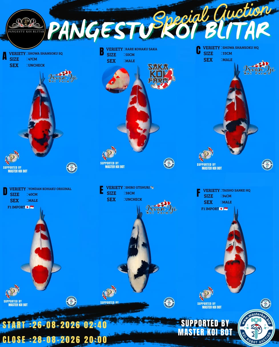 Lelang Koi Online, Jual Beli Ikan Koi, Pasar Koi Terbaik, Agen Lelang Koi, Penawaran Koi Berkualitas, Harga Jual Koi, Lelang Ikan Koi Import, Beli Koi Online, Jual Koi Murah, Koi Showroom, Penjual Koi Terpercaya, Lelang Koi Jakarta, Jual Koi Lokal, Koi Kualitas Unggul, Harga Terbaik Koi, Jual Koi Indukan, Lelang Ikan Hias Koi, Pasar Koi Indonesia, Beli Koi Berkualitas Tinggi, Koi Farm Terbesar, Jual Beli Koi Impor, Lelang Ikan Koi Kualitas Premium, Daftar Harga Koi Terbaru, Pusat Jual Beli Koi, Info Lelang Koi Hari Ini.