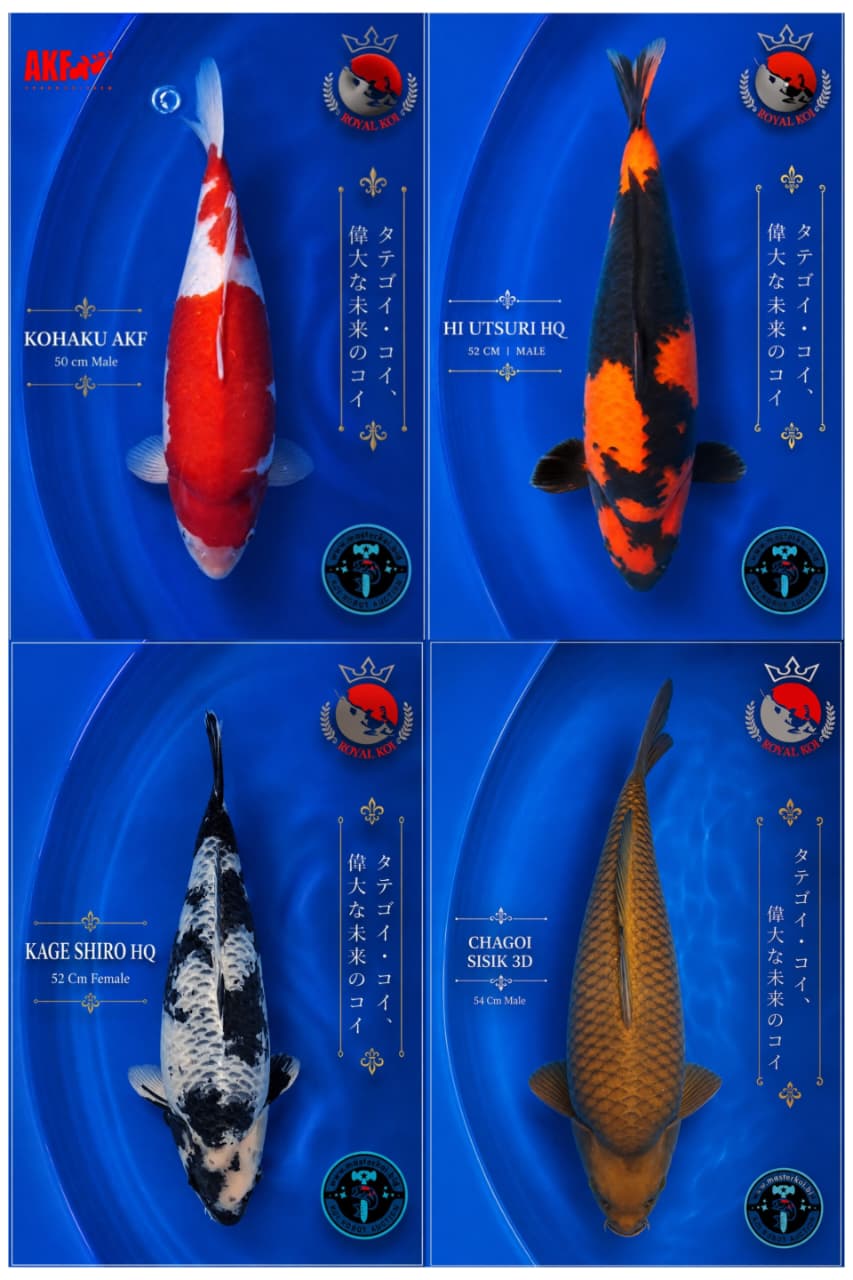 Lelang Koi Online, Jual Beli Ikan Koi, Pasar Koi Terbaik, Agen Lelang Koi, Penawaran Koi Berkualitas, Harga Jual Koi, Lelang Ikan Koi Import, Beli Koi Online, Jual Koi Murah, Koi Showroom, Penjual Koi Terpercaya, Lelang Koi Jakarta, Jual Koi Lokal, Koi Kualitas Unggul, Harga Terbaik Koi, Jual Koi Indukan, Lelang Ikan Hias Koi, Pasar Koi Indonesia, Beli Koi Berkualitas Tinggi, Koi Farm Terbesar, Jual Beli Koi Impor, Lelang Ikan Koi Kualitas Premium, Daftar Harga Koi Terbaru, Pusat Jual Beli Koi, Info Lelang Koi Hari Ini.