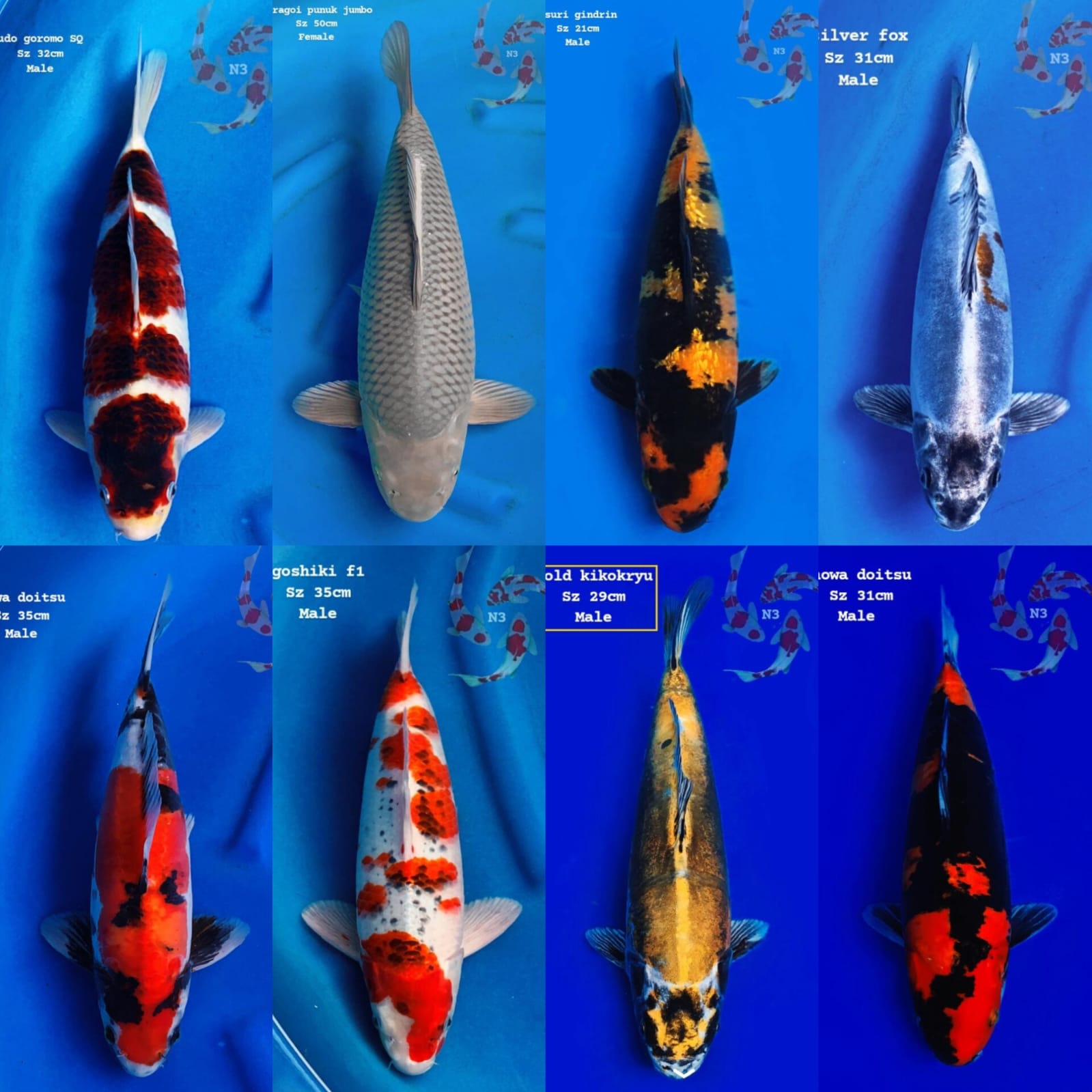 Lelang Koi Online, Jual Beli Ikan Koi, Pasar Koi Terbaik, Agen Lelang Koi, Penawaran Koi Berkualitas, Harga Jual Koi, Lelang Ikan Koi Import, Beli Koi Online, Jual Koi Murah, Koi Showroom, Penjual Koi Terpercaya, Lelang Koi Jakarta, Jual Koi Lokal, Koi Kualitas Unggul, Harga Terbaik Koi, Jual Koi Indukan, Lelang Ikan Hias Koi, Pasar Koi Indonesia, Beli Koi Berkualitas Tinggi, Koi Farm Terbesar, Jual Beli Koi Impor, Lelang Ikan Koi Kualitas Premium, Daftar Harga Koi Terbaru, Pusat Jual Beli Koi, Info Lelang Koi Hari Ini.