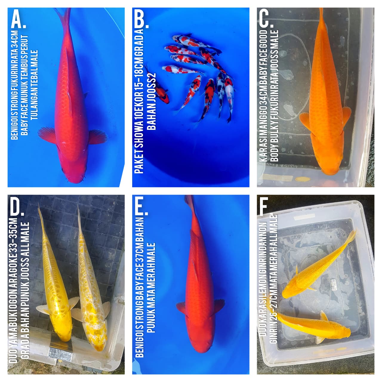 Lelang Koi Online, Jual Beli Ikan Koi, Pasar Koi Terbaik, Agen Lelang Koi, Penawaran Koi Berkualitas, Harga Jual Koi, Lelang Ikan Koi Import, Beli Koi Online, Jual Koi Murah, Koi Showroom, Penjual Koi Terpercaya, Lelang Koi Jakarta, Jual Koi Lokal, Koi Kualitas Unggul, Harga Terbaik Koi, Jual Koi Indukan, Lelang Ikan Hias Koi, Pasar Koi Indonesia, Beli Koi Berkualitas Tinggi, Koi Farm Terbesar, Jual Beli Koi Impor, Lelang Ikan Koi Kualitas Premium, Daftar Harga Koi Terbaru, Pusat Jual Beli Koi, Info Lelang Koi Hari Ini.
