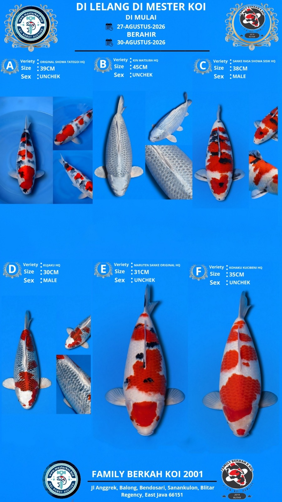Lelang Koi Online, Jual Beli Ikan Koi, Pasar Koi Terbaik, Agen Lelang Koi, Penawaran Koi Berkualitas, Harga Jual Koi, Lelang Ikan Koi Import, Beli Koi Online, Jual Koi Murah, Koi Showroom, Penjual Koi Terpercaya, Lelang Koi Jakarta, Jual Koi Lokal, Koi Kualitas Unggul, Harga Terbaik Koi, Jual Koi Indukan, Lelang Ikan Hias Koi, Pasar Koi Indonesia, Beli Koi Berkualitas Tinggi, Koi Farm Terbesar, Jual Beli Koi Impor, Lelang Ikan Koi Kualitas Premium, Daftar Harga Koi Terbaru, Pusat Jual Beli Koi, Info Lelang Koi Hari Ini.