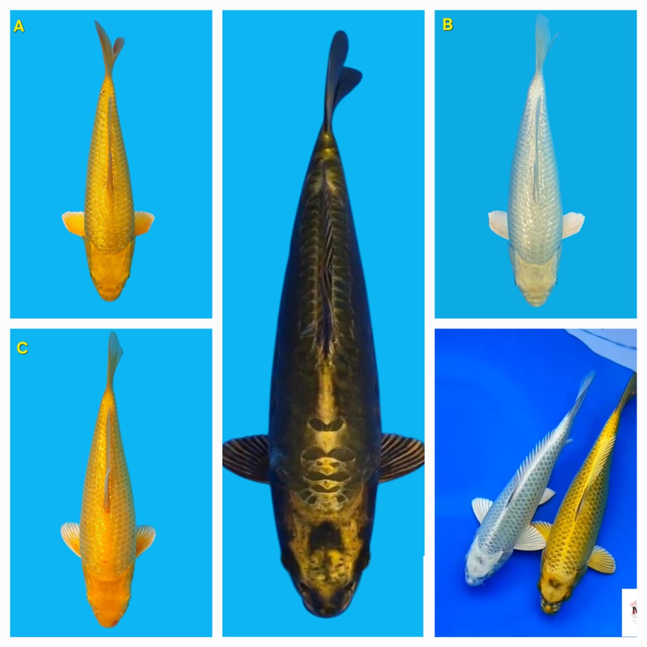 Lelang Koi Online, Jual Beli Ikan Koi, Pasar Koi Terbaik, Agen Lelang Koi, Penawaran Koi Berkualitas, Harga Jual Koi, Lelang Ikan Koi Import, Beli Koi Online, Jual Koi Murah, Koi Showroom, Penjual Koi Terpercaya, Lelang Koi Jakarta, Jual Koi Lokal, Koi Kualitas Unggul, Harga Terbaik Koi, Jual Koi Indukan, Lelang Ikan Hias Koi, Pasar Koi Indonesia, Beli Koi Berkualitas Tinggi, Koi Farm Terbesar, Jual Beli Koi Impor, Lelang Ikan Koi Kualitas Premium, Daftar Harga Koi Terbaru, Pusat Jual Beli Koi, Info Lelang Koi Hari Ini.