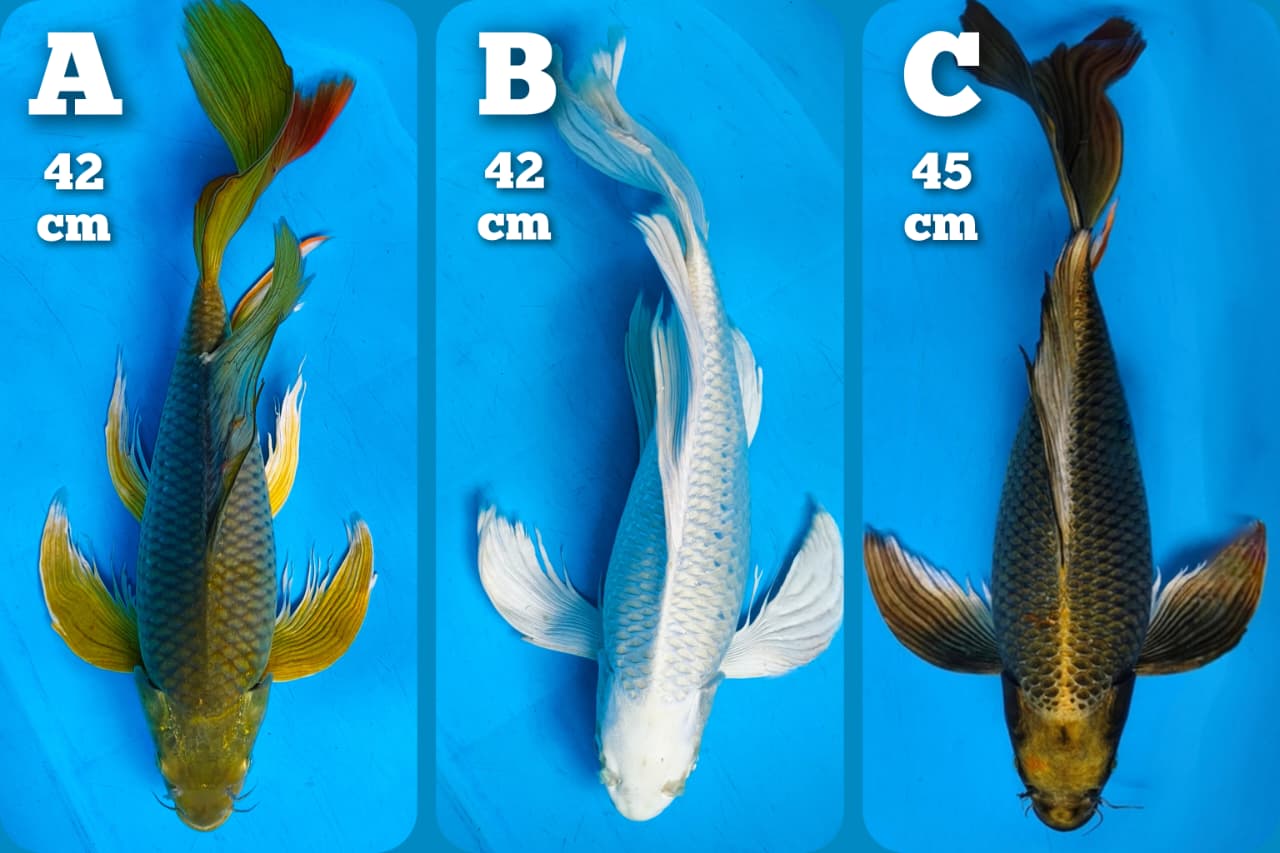Lelang Koi Online, Jual Beli Ikan Koi, Pasar Koi Terbaik, Agen Lelang Koi, Penawaran Koi Berkualitas, Harga Jual Koi, Lelang Ikan Koi Import, Beli Koi Online, Jual Koi Murah, Koi Showroom, Penjual Koi Terpercaya, Lelang Koi Jakarta, Jual Koi Lokal, Koi Kualitas Unggul, Harga Terbaik Koi, Jual Koi Indukan, Lelang Ikan Hias Koi, Pasar Koi Indonesia, Beli Koi Berkualitas Tinggi, Koi Farm Terbesar, Jual Beli Koi Impor, Lelang Ikan Koi Kualitas Premium, Daftar Harga Koi Terbaru, Pusat Jual Beli Koi, Info Lelang Koi Hari Ini.