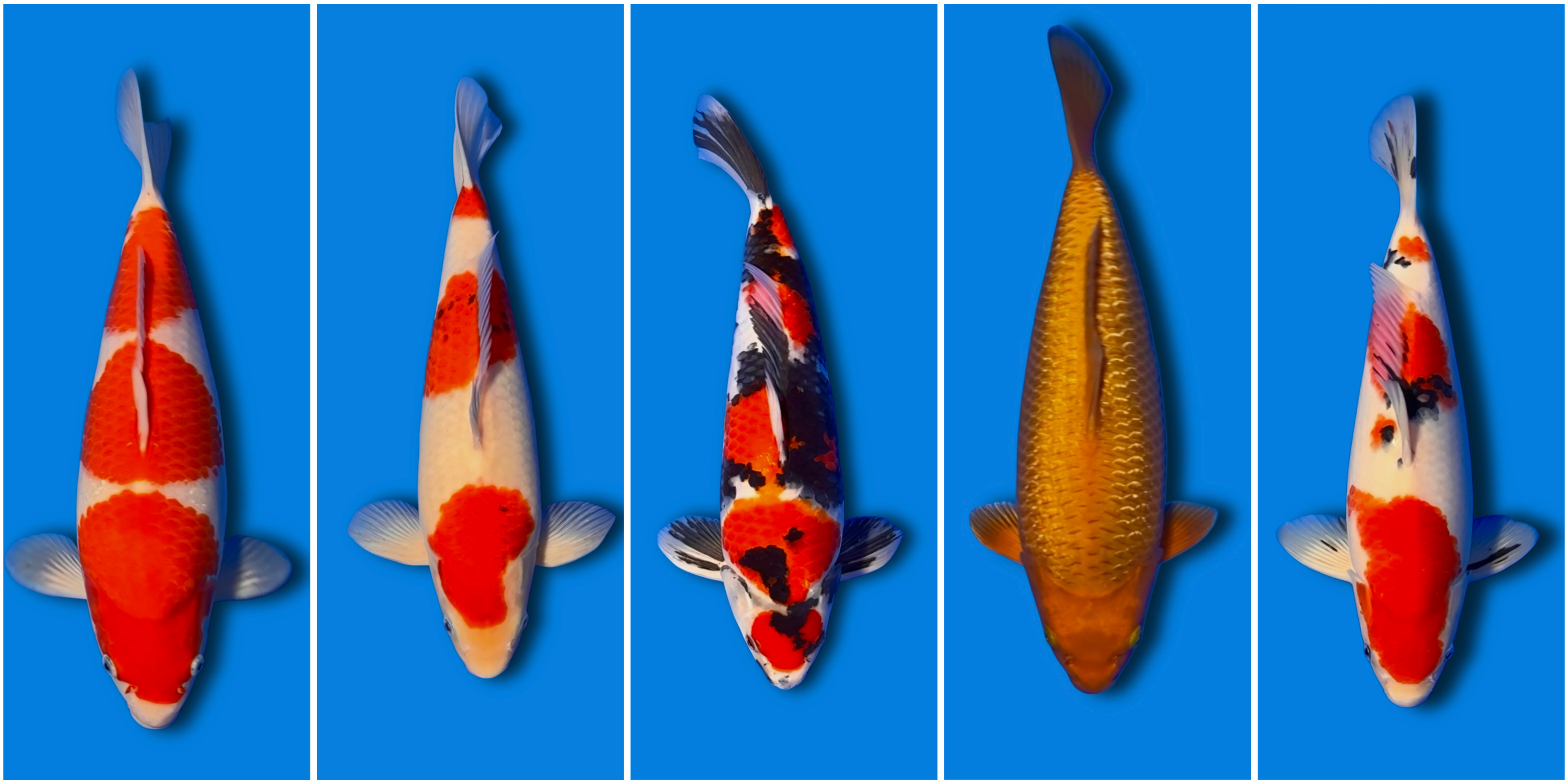Lelang Koi Online, Jual Beli Ikan Koi, Pasar Koi Terbaik, Agen Lelang Koi, Penawaran Koi Berkualitas, Harga Jual Koi, Lelang Ikan Koi Import, Beli Koi Online, Jual Koi Murah, Koi Showroom, Penjual Koi Terpercaya, Lelang Koi Jakarta, Jual Koi Lokal, Koi Kualitas Unggul, Harga Terbaik Koi, Jual Koi Indukan, Lelang Ikan Hias Koi, Pasar Koi Indonesia, Beli Koi Berkualitas Tinggi, Koi Farm Terbesar, Jual Beli Koi Impor, Lelang Ikan Koi Kualitas Premium, Daftar Harga Koi Terbaru, Pusat Jual Beli Koi, Info Lelang Koi Hari Ini.