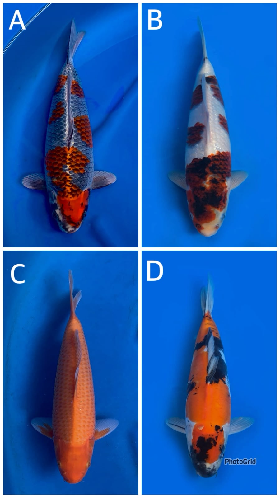 Lelang Koi Online, Jual Beli Ikan Koi, Pasar Koi Terbaik, Agen Lelang Koi, Penawaran Koi Berkualitas, Harga Jual Koi, Lelang Ikan Koi Import, Beli Koi Online, Jual Koi Murah, Koi Showroom, Penjual Koi Terpercaya, Lelang Koi Jakarta, Jual Koi Lokal, Koi Kualitas Unggul, Harga Terbaik Koi, Jual Koi Indukan, Lelang Ikan Hias Koi, Pasar Koi Indonesia, Beli Koi Berkualitas Tinggi, Koi Farm Terbesar, Jual Beli Koi Impor, Lelang Ikan Koi Kualitas Premium, Daftar Harga Koi Terbaru, Pusat Jual Beli Koi, Info Lelang Koi Hari Ini.