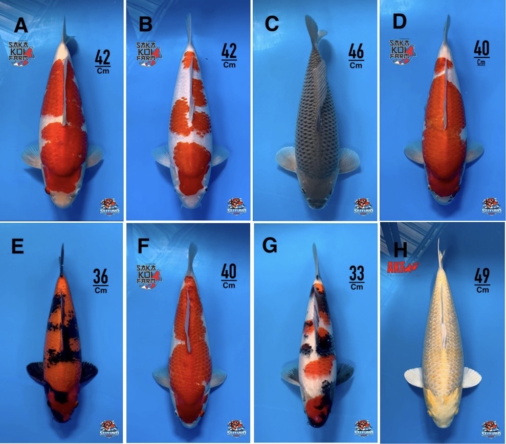 Lelang Koi Online, Jual Beli Ikan Koi, Pasar Koi Terbaik, Agen Lelang Koi, Penawaran Koi Berkualitas, Harga Jual Koi, Lelang Ikan Koi Import, Beli Koi Online, Jual Koi Murah, Koi Showroom, Penjual Koi Terpercaya, Lelang Koi Jakarta, Jual Koi Lokal, Koi Kualitas Unggul, Harga Terbaik Koi, Jual Koi Indukan, Lelang Ikan Hias Koi, Pasar Koi Indonesia, Beli Koi Berkualitas Tinggi, Koi Farm Terbesar, Jual Beli Koi Impor, Lelang Ikan Koi Kualitas Premium, Daftar Harga Koi Terbaru, Pusat Jual Beli Koi, Info Lelang Koi Hari Ini.