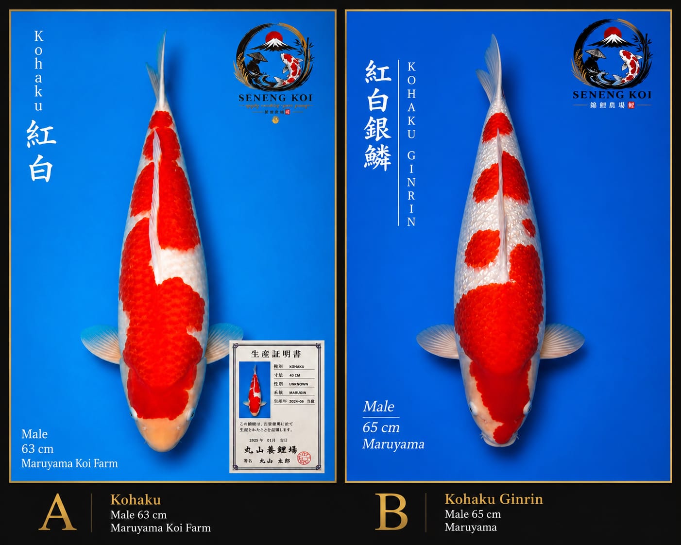 Lelang Koi Online, Jual Beli Ikan Koi, Pasar Koi Terbaik, Agen Lelang Koi, Penawaran Koi Berkualitas, Harga Jual Koi, Lelang Ikan Koi Import, Beli Koi Online, Jual Koi Murah, Koi Showroom, Penjual Koi Terpercaya, Lelang Koi Jakarta, Jual Koi Lokal, Koi Kualitas Unggul, Harga Terbaik Koi, Jual Koi Indukan, Lelang Ikan Hias Koi, Pasar Koi Indonesia, Beli Koi Berkualitas Tinggi, Koi Farm Terbesar, Jual Beli Koi Impor, Lelang Ikan Koi Kualitas Premium, Daftar Harga Koi Terbaru, Pusat Jual Beli Koi, Info Lelang Koi Hari Ini.