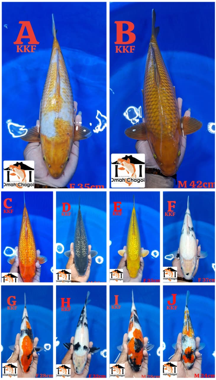 Lelang Koi Online, Jual Beli Ikan Koi, Pasar Koi Terbaik, Agen Lelang Koi, Penawaran Koi Berkualitas, Harga Jual Koi, Lelang Ikan Koi Import, Beli Koi Online, Jual Koi Murah, Koi Showroom, Penjual Koi Terpercaya, Lelang Koi Jakarta, Jual Koi Lokal, Koi Kualitas Unggul, Harga Terbaik Koi, Jual Koi Indukan, Lelang Ikan Hias Koi, Pasar Koi Indonesia, Beli Koi Berkualitas Tinggi, Koi Farm Terbesar, Jual Beli Koi Impor, Lelang Ikan Koi Kualitas Premium, Daftar Harga Koi Terbaru, Pusat Jual Beli Koi, Info Lelang Koi Hari Ini.