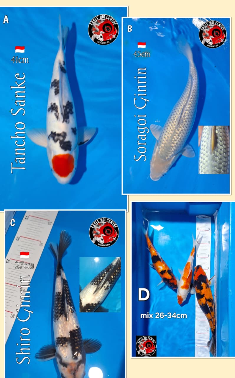 Lelang Koi Online, Jual Beli Ikan Koi, Pasar Koi Terbaik, Agen Lelang Koi, Penawaran Koi Berkualitas, Harga Jual Koi, Lelang Ikan Koi Import, Beli Koi Online, Jual Koi Murah, Koi Showroom, Penjual Koi Terpercaya, Lelang Koi Jakarta, Jual Koi Lokal, Koi Kualitas Unggul, Harga Terbaik Koi, Jual Koi Indukan, Lelang Ikan Hias Koi, Pasar Koi Indonesia, Beli Koi Berkualitas Tinggi, Koi Farm Terbesar, Jual Beli Koi Impor, Lelang Ikan Koi Kualitas Premium, Daftar Harga Koi Terbaru, Pusat Jual Beli Koi, Info Lelang Koi Hari Ini.