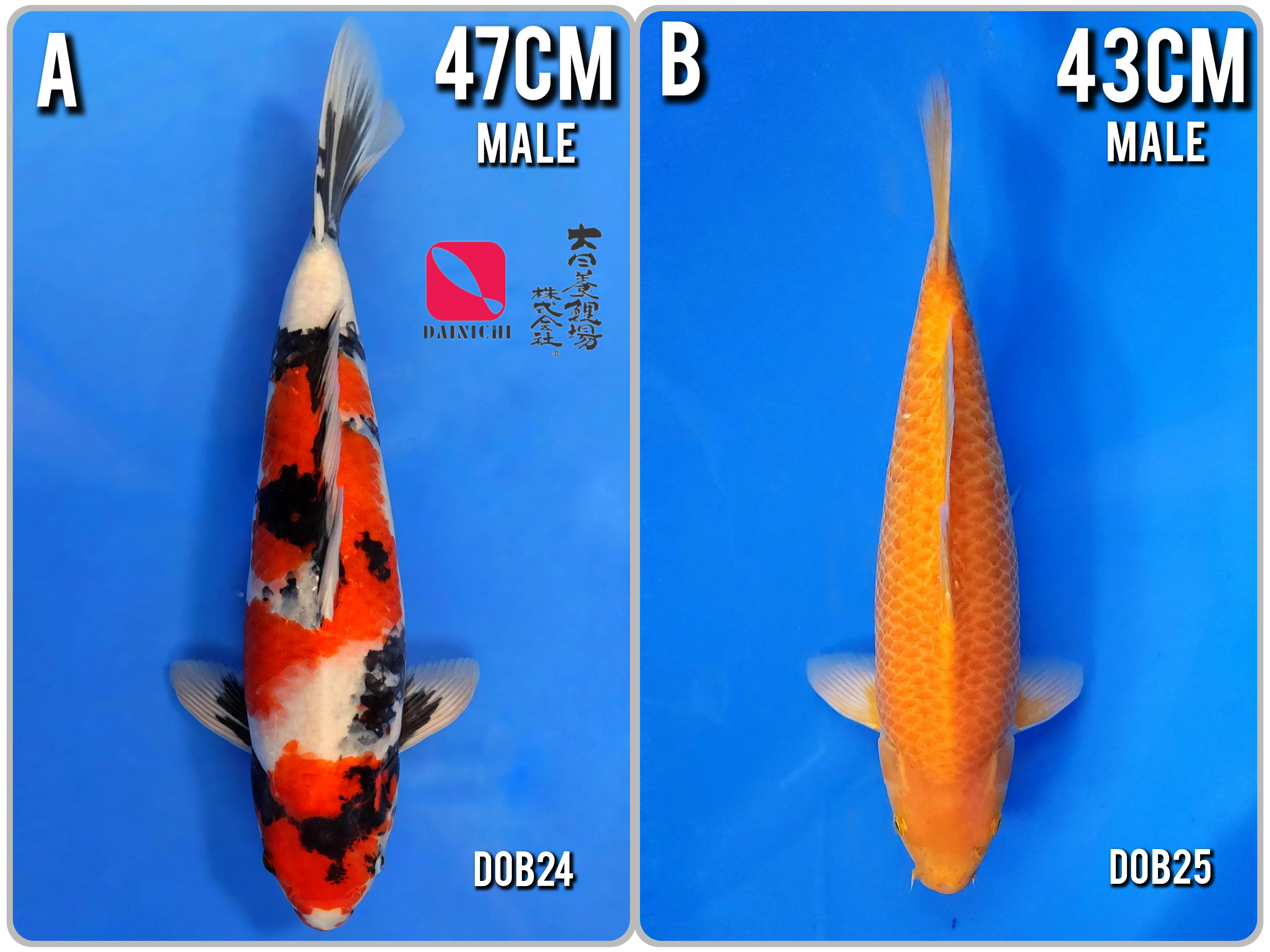 Lelang Koi Online, Jual Beli Ikan Koi, Pasar Koi Terbaik, Agen Lelang Koi, Penawaran Koi Berkualitas, Harga Jual Koi, Lelang Ikan Koi Import, Beli Koi Online, Jual Koi Murah, Koi Showroom, Penjual Koi Terpercaya, Lelang Koi Jakarta, Jual Koi Lokal, Koi Kualitas Unggul, Harga Terbaik Koi, Jual Koi Indukan, Lelang Ikan Hias Koi, Pasar Koi Indonesia, Beli Koi Berkualitas Tinggi, Koi Farm Terbesar, Jual Beli Koi Impor, Lelang Ikan Koi Kualitas Premium, Daftar Harga Koi Terbaru, Pusat Jual Beli Koi, Info Lelang Koi Hari Ini.