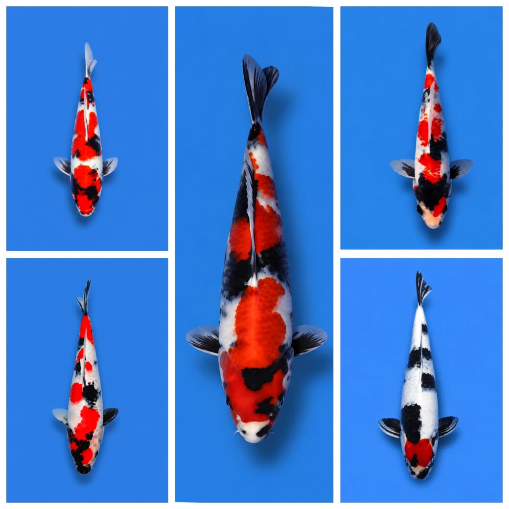 Lelang Koi Online, Jual Beli Ikan Koi, Pasar Koi Terbaik, Agen Lelang Koi, Penawaran Koi Berkualitas, Harga Jual Koi, Lelang Ikan Koi Import, Beli Koi Online, Jual Koi Murah, Koi Showroom, Penjual Koi Terpercaya, Lelang Koi Jakarta, Jual Koi Lokal, Koi Kualitas Unggul, Harga Terbaik Koi, Jual Koi Indukan, Lelang Ikan Hias Koi, Pasar Koi Indonesia, Beli Koi Berkualitas Tinggi, Koi Farm Terbesar, Jual Beli Koi Impor, Lelang Ikan Koi Kualitas Premium, Daftar Harga Koi Terbaru, Pusat Jual Beli Koi, Info Lelang Koi Hari Ini.