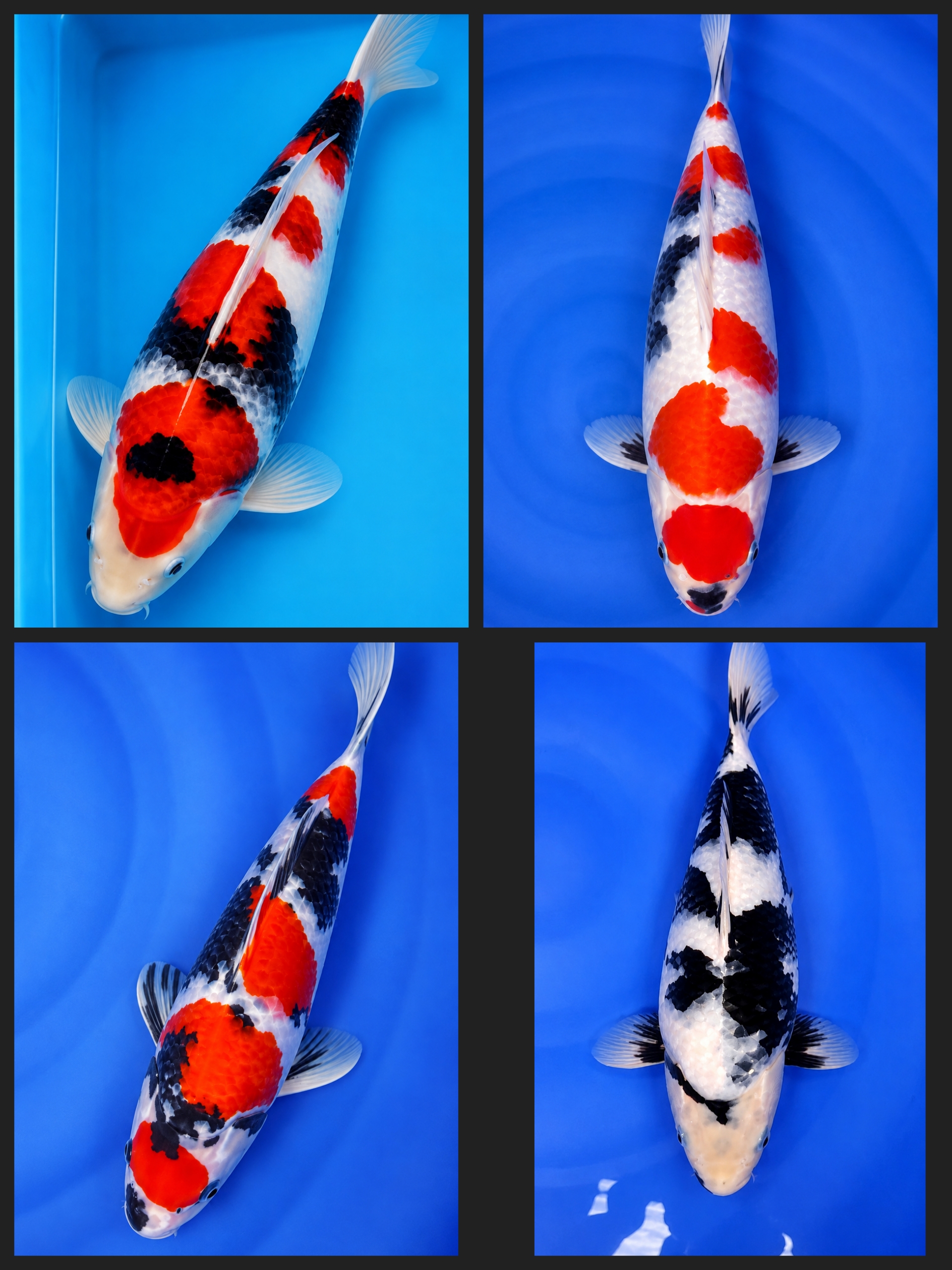 Lelang Koi Online, Jual Beli Ikan Koi, Pasar Koi Terbaik, Agen Lelang Koi, Penawaran Koi Berkualitas, Harga Jual Koi, Lelang Ikan Koi Import, Beli Koi Online, Jual Koi Murah, Koi Showroom, Penjual Koi Terpercaya, Lelang Koi Jakarta, Jual Koi Lokal, Koi Kualitas Unggul, Harga Terbaik Koi, Jual Koi Indukan, Lelang Ikan Hias Koi, Pasar Koi Indonesia, Beli Koi Berkualitas Tinggi, Koi Farm Terbesar, Jual Beli Koi Impor, Lelang Ikan Koi Kualitas Premium, Daftar Harga Koi Terbaru, Pusat Jual Beli Koi, Info Lelang Koi Hari Ini.