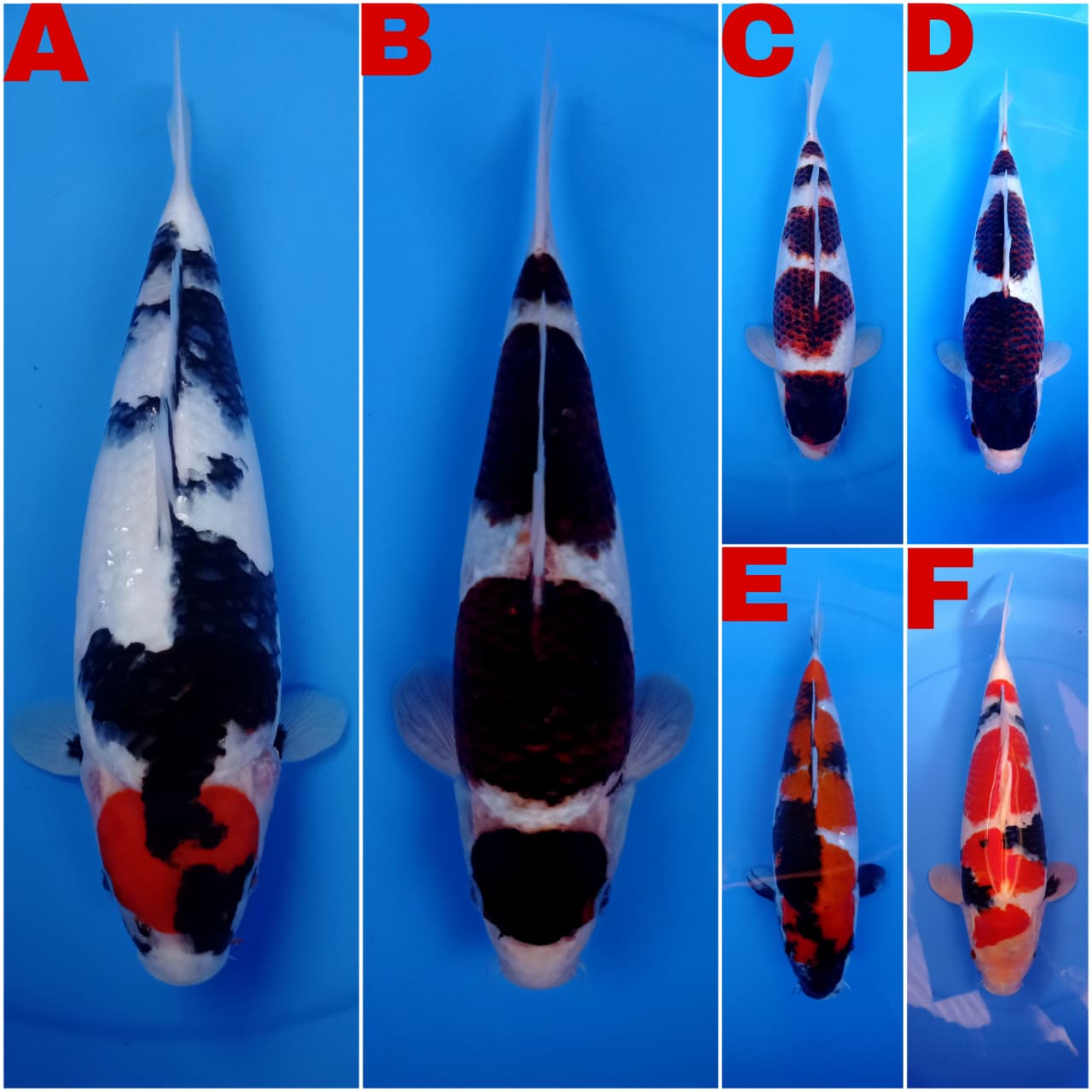 Lelang Koi Online, Jual Beli Ikan Koi, Pasar Koi Terbaik, Agen Lelang Koi, Penawaran Koi Berkualitas, Harga Jual Koi, Lelang Ikan Koi Import, Beli Koi Online, Jual Koi Murah, Koi Showroom, Penjual Koi Terpercaya, Lelang Koi Jakarta, Jual Koi Lokal, Koi Kualitas Unggul, Harga Terbaik Koi, Jual Koi Indukan, Lelang Ikan Hias Koi, Pasar Koi Indonesia, Beli Koi Berkualitas Tinggi, Koi Farm Terbesar, Jual Beli Koi Impor, Lelang Ikan Koi Kualitas Premium, Daftar Harga Koi Terbaru, Pusat Jual Beli Koi, Info Lelang Koi Hari Ini.