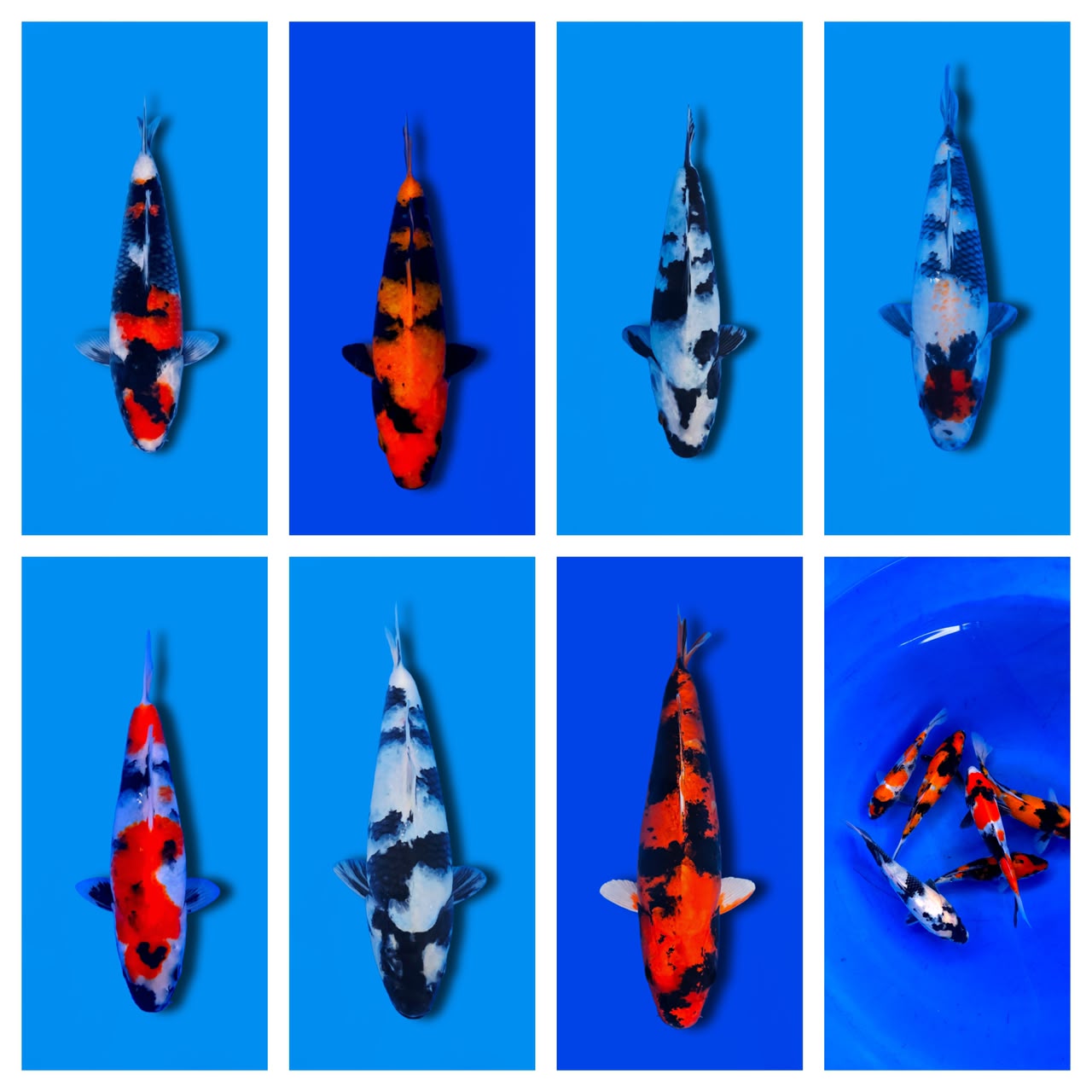 Lelang Koi Online, Jual Beli Ikan Koi, Pasar Koi Terbaik, Agen Lelang Koi, Penawaran Koi Berkualitas, Harga Jual Koi, Lelang Ikan Koi Import, Beli Koi Online, Jual Koi Murah, Koi Showroom, Penjual Koi Terpercaya, Lelang Koi Jakarta, Jual Koi Lokal, Koi Kualitas Unggul, Harga Terbaik Koi, Jual Koi Indukan, Lelang Ikan Hias Koi, Pasar Koi Indonesia, Beli Koi Berkualitas Tinggi, Koi Farm Terbesar, Jual Beli Koi Impor, Lelang Ikan Koi Kualitas Premium, Daftar Harga Koi Terbaru, Pusat Jual Beli Koi, Info Lelang Koi Hari Ini.