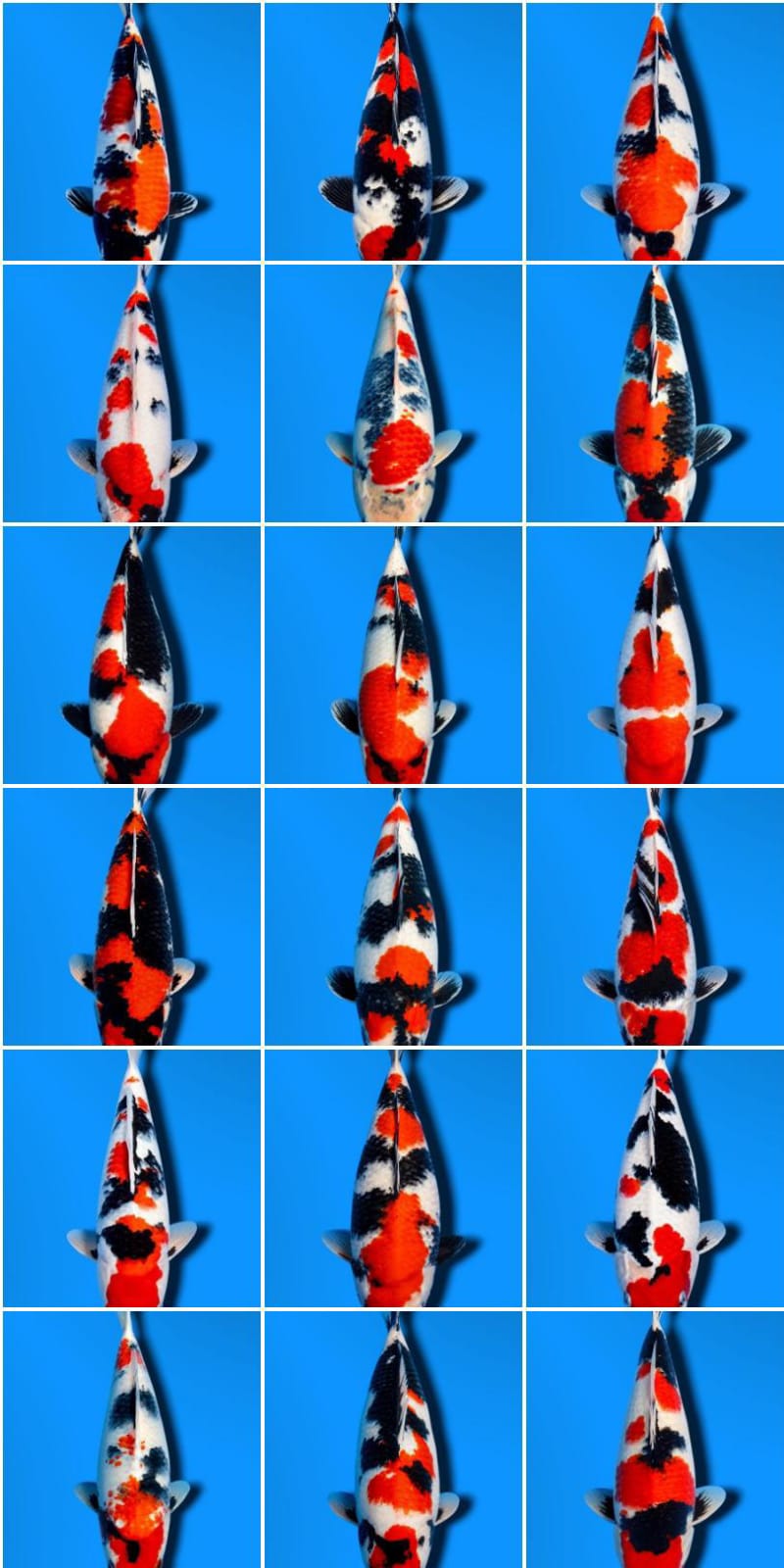 Lelang Koi Online, Jual Beli Ikan Koi, Pasar Koi Terbaik, Agen Lelang Koi, Penawaran Koi Berkualitas, Harga Jual Koi, Lelang Ikan Koi Import, Beli Koi Online, Jual Koi Murah, Koi Showroom, Penjual Koi Terpercaya, Lelang Koi Jakarta, Jual Koi Lokal, Koi Kualitas Unggul, Harga Terbaik Koi, Jual Koi Indukan, Lelang Ikan Hias Koi, Pasar Koi Indonesia, Beli Koi Berkualitas Tinggi, Koi Farm Terbesar, Jual Beli Koi Impor, Lelang Ikan Koi Kualitas Premium, Daftar Harga Koi Terbaru, Pusat Jual Beli Koi, Info Lelang Koi Hari Ini.